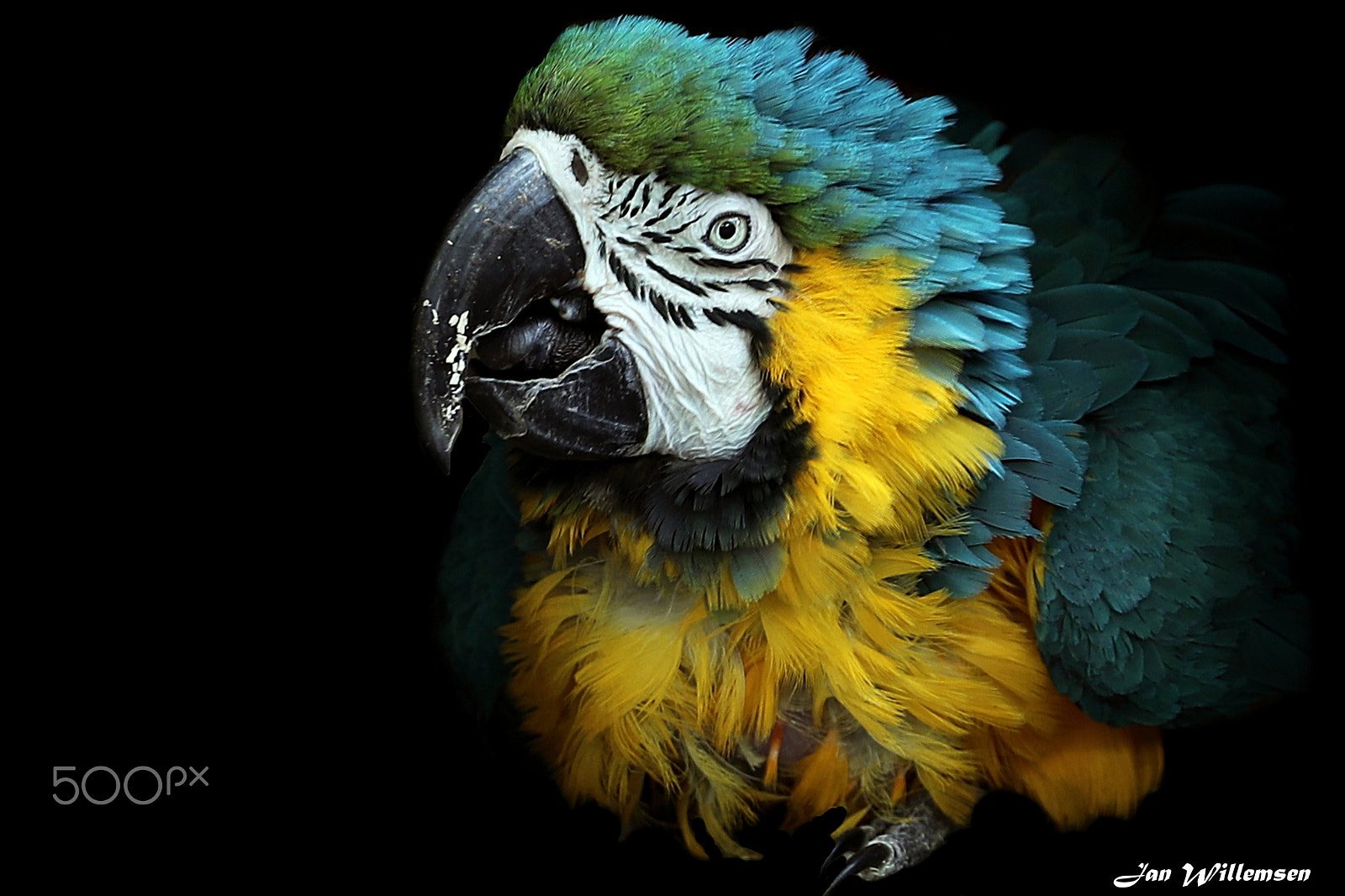 Canon EF 300mm F2.8L IS II USM sample photo. Blue and yellow macaw photography