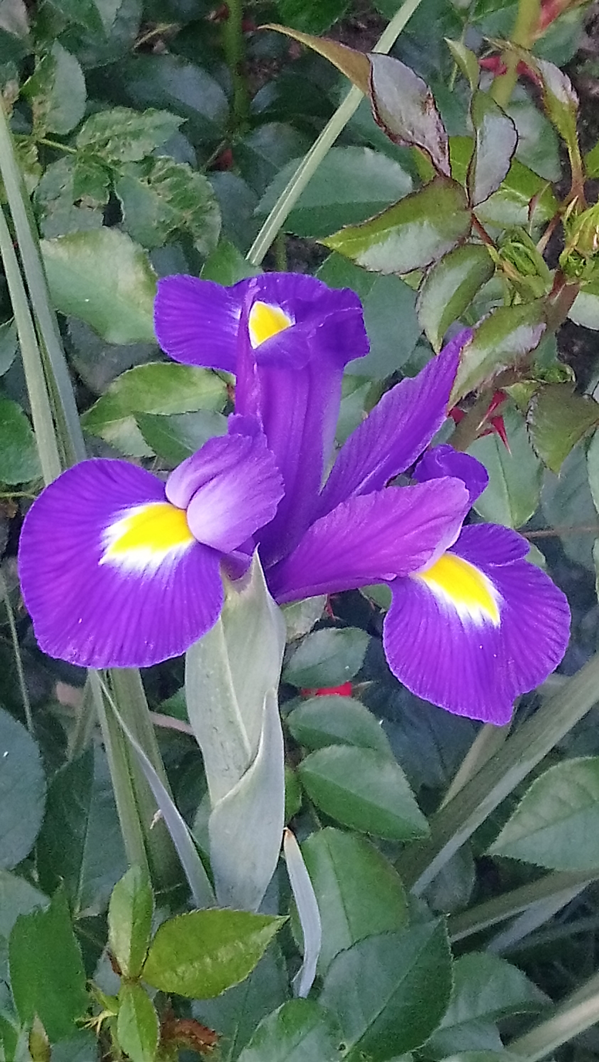Sony Xperia XA1 Ultra sample photo