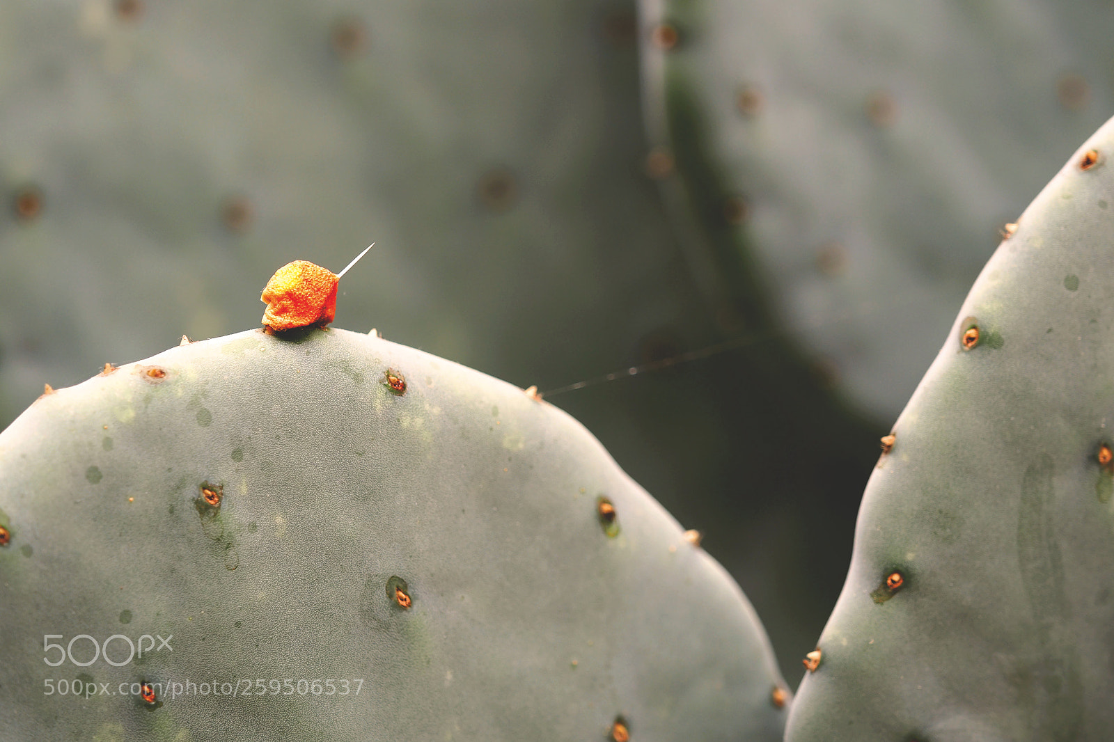 Olympus OM-D E-M5 II sample photo. Prickle photography