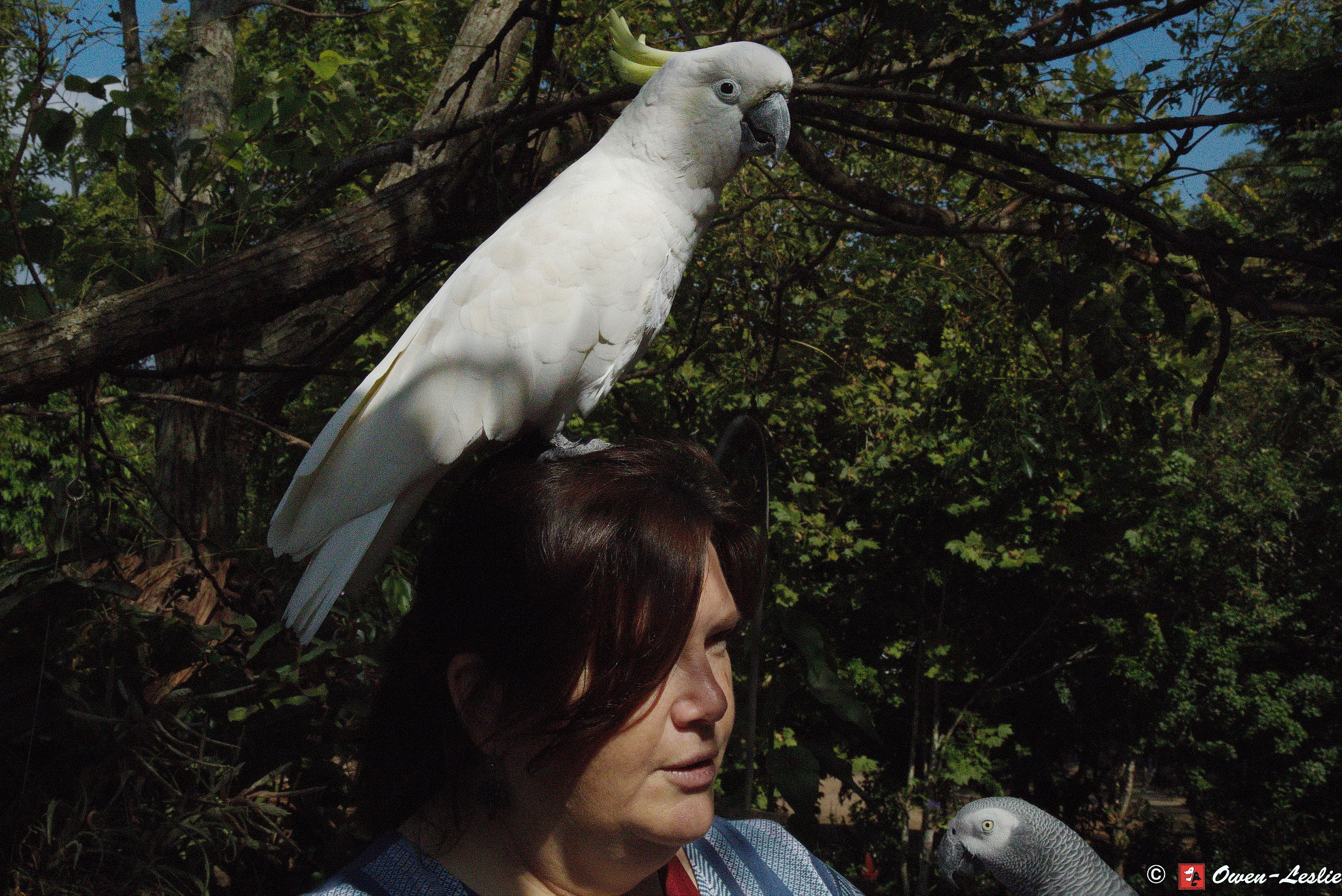 Canon EF-S 17-55mm F2.8 IS USM sample photo. Birds with people photography