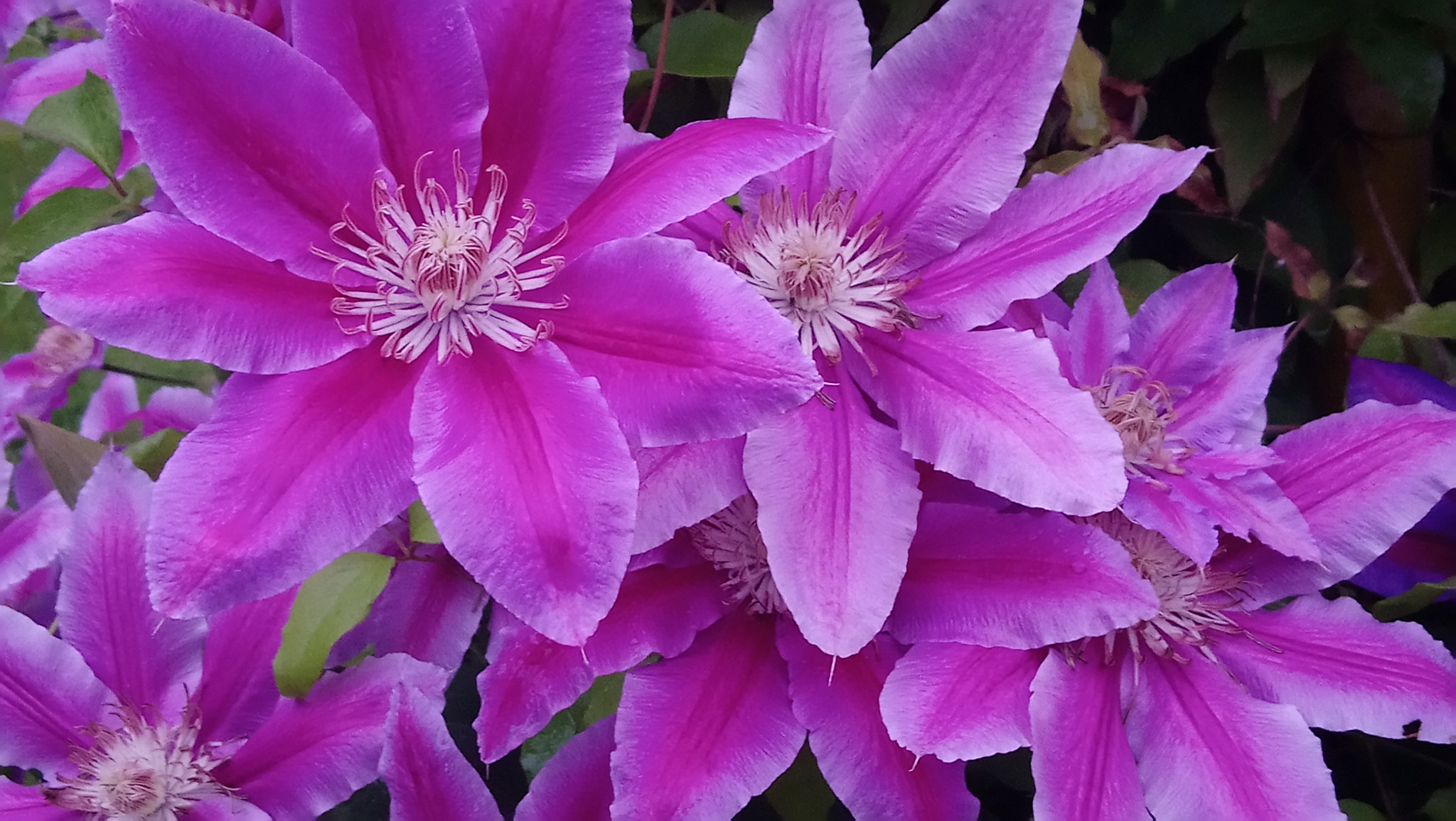 Sony Xperia XA1 Ultra sample photo