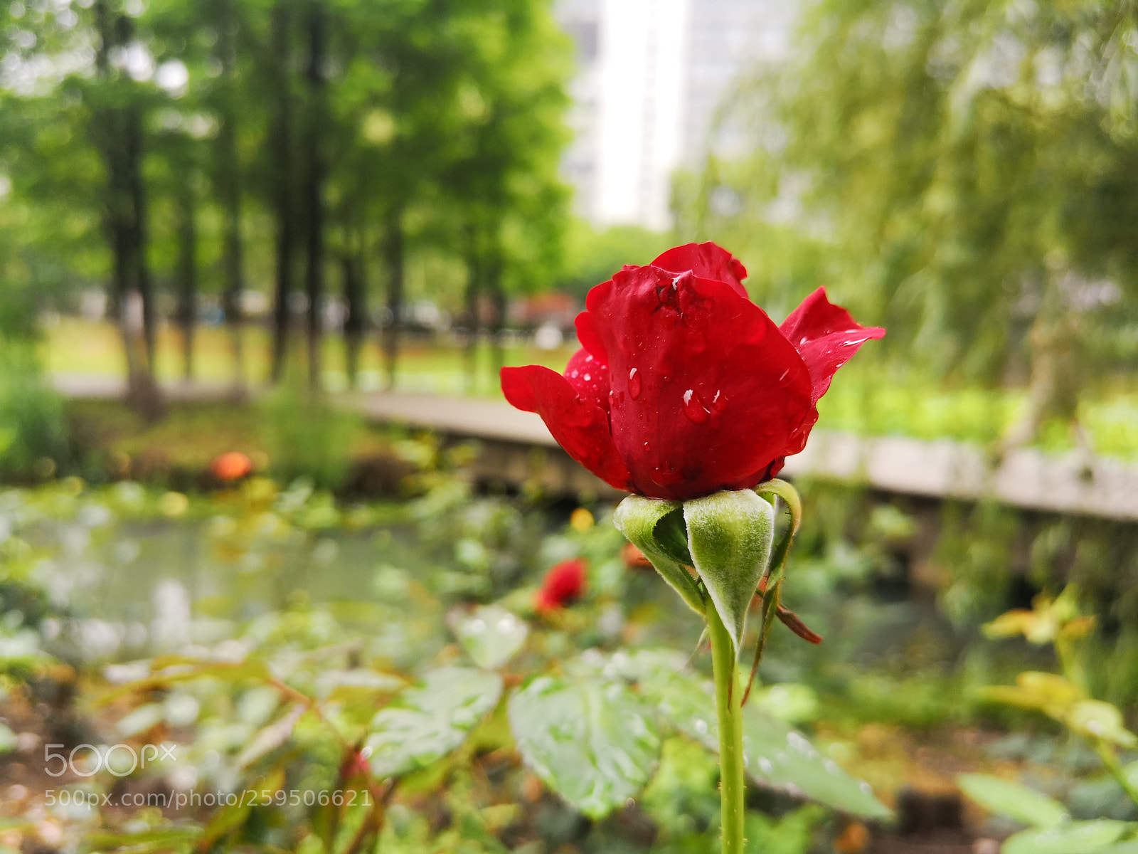 HUAWEI P20 sample photo. Untitled photography