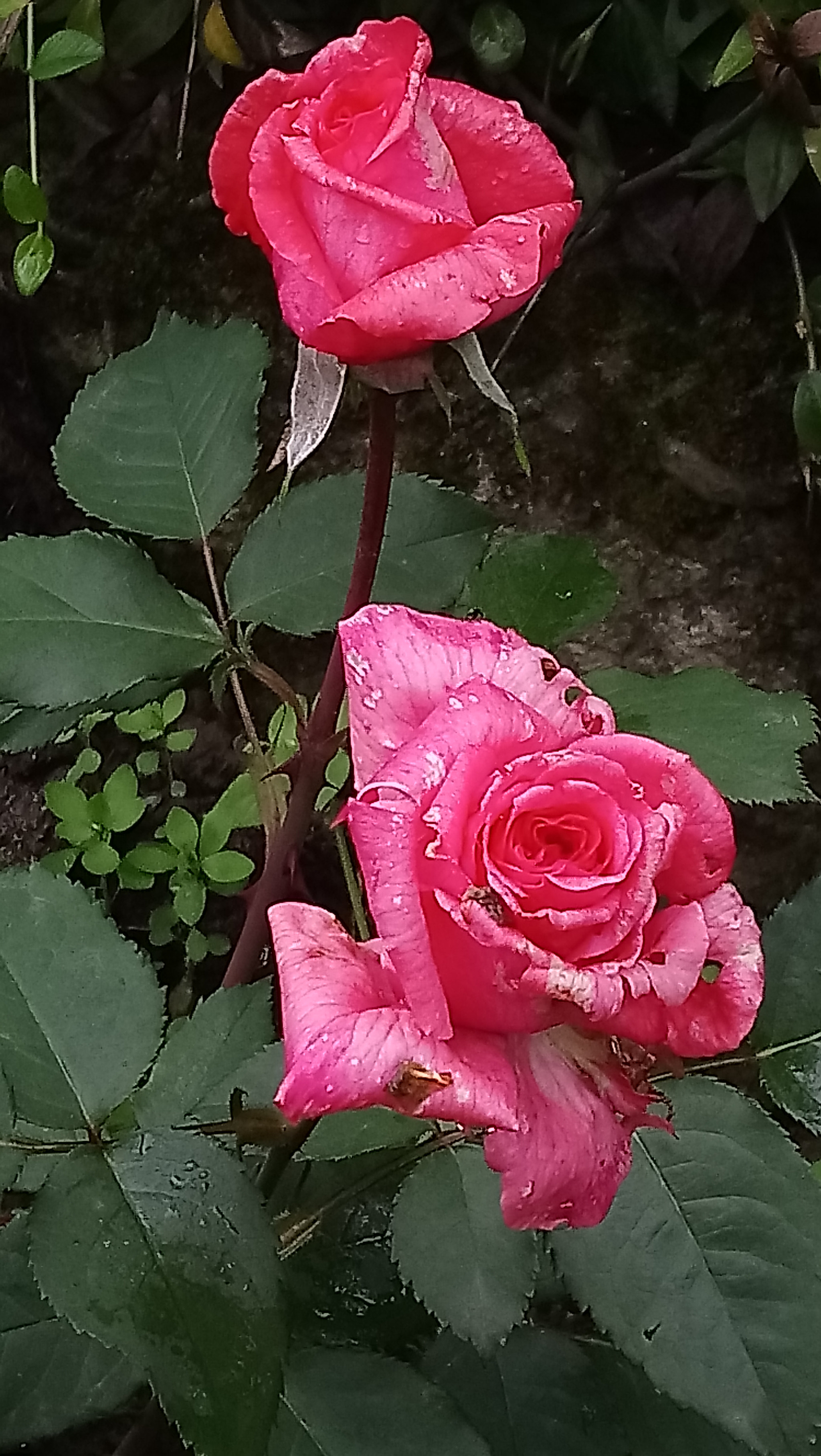 Sony Xperia XA1 Ultra sample photo