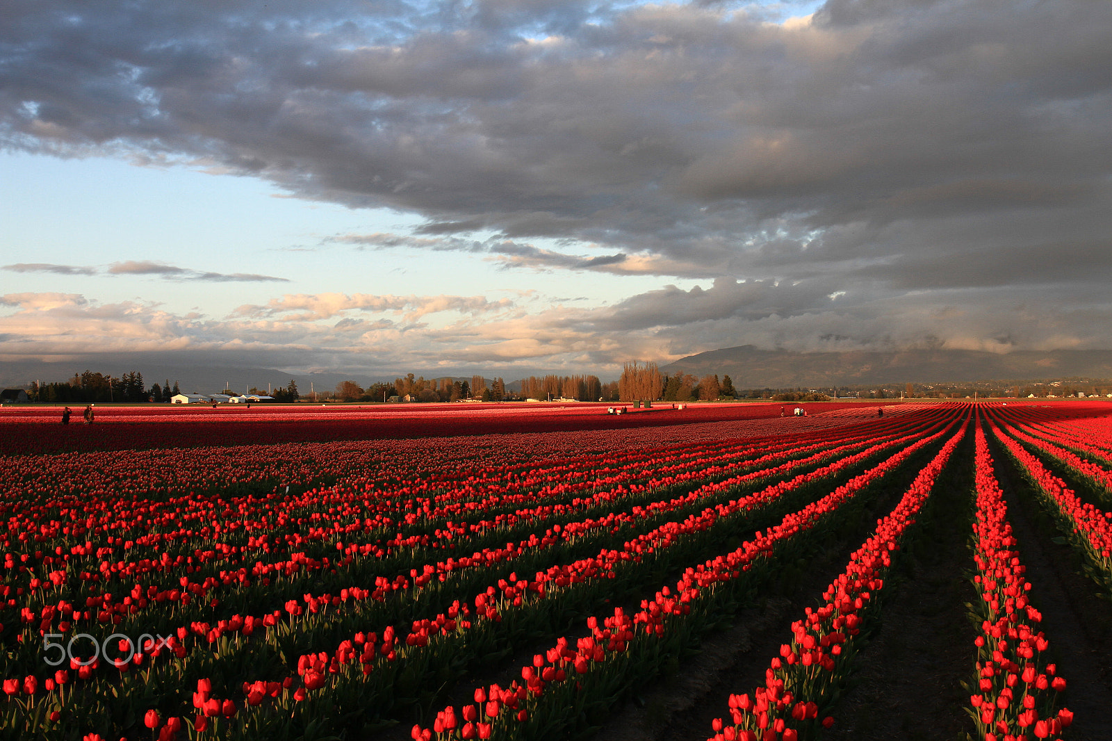 Canon EF 24-70mm F4L IS USM sample photo. Tulip fields in the evening. photography