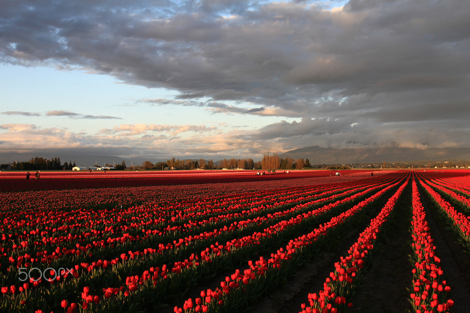 Canon EF 24-70mm F4L IS USM sample photo. Tulip fields in the evening. photography