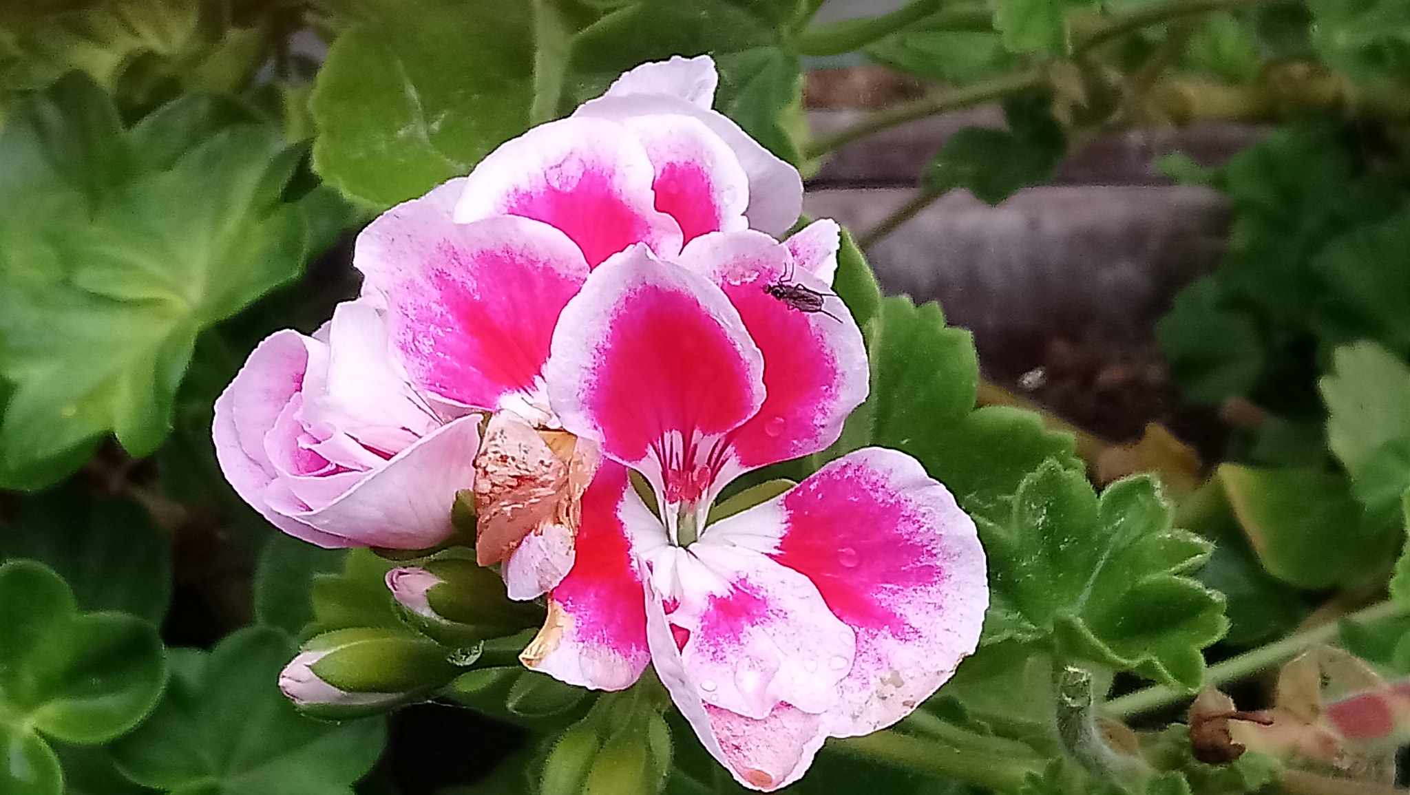 Sony Xperia XA1 Ultra sample photo