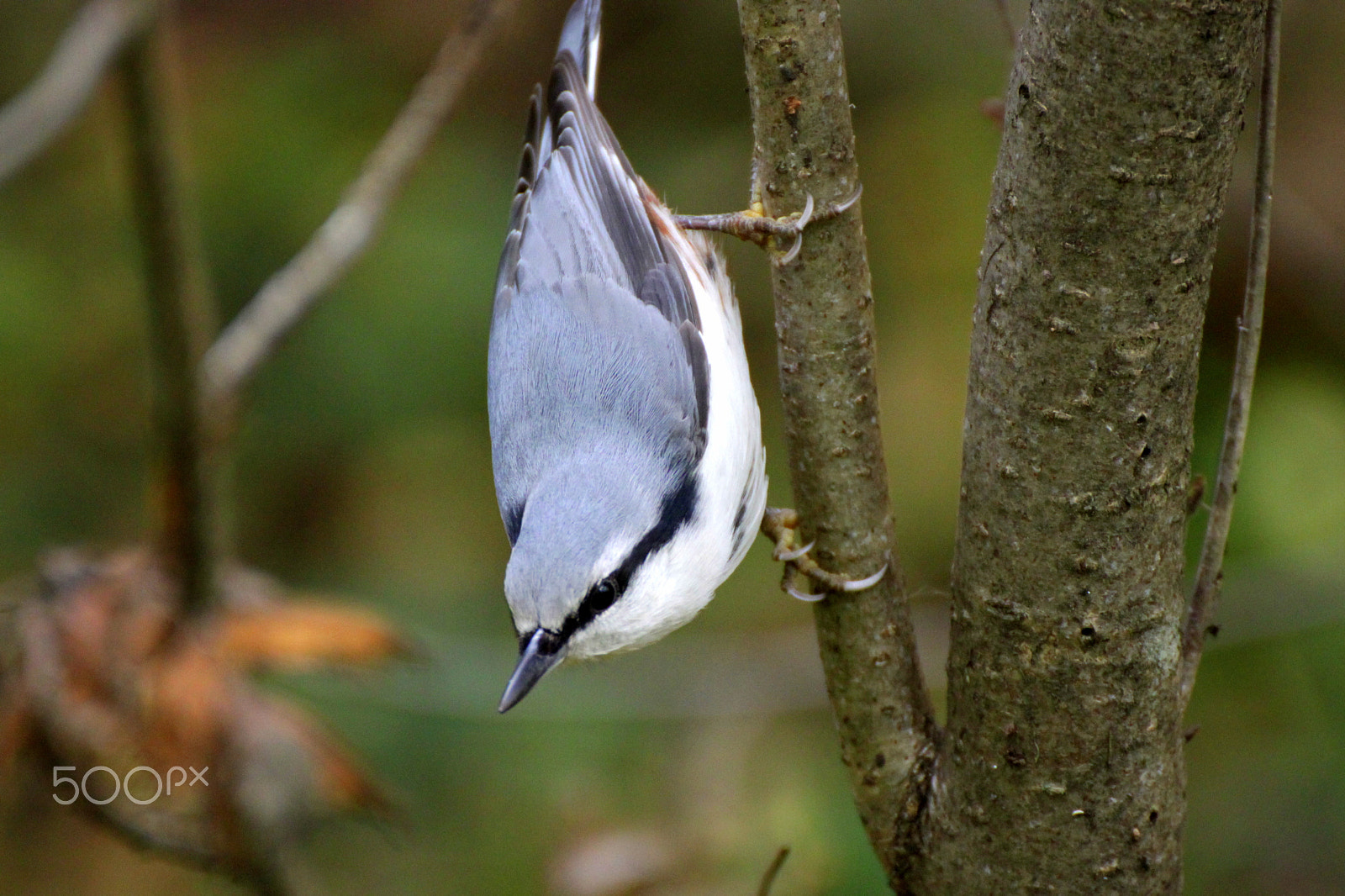 Tamron SP 35mm F1.8 Di VC USD sample photo. Nuthatch photography