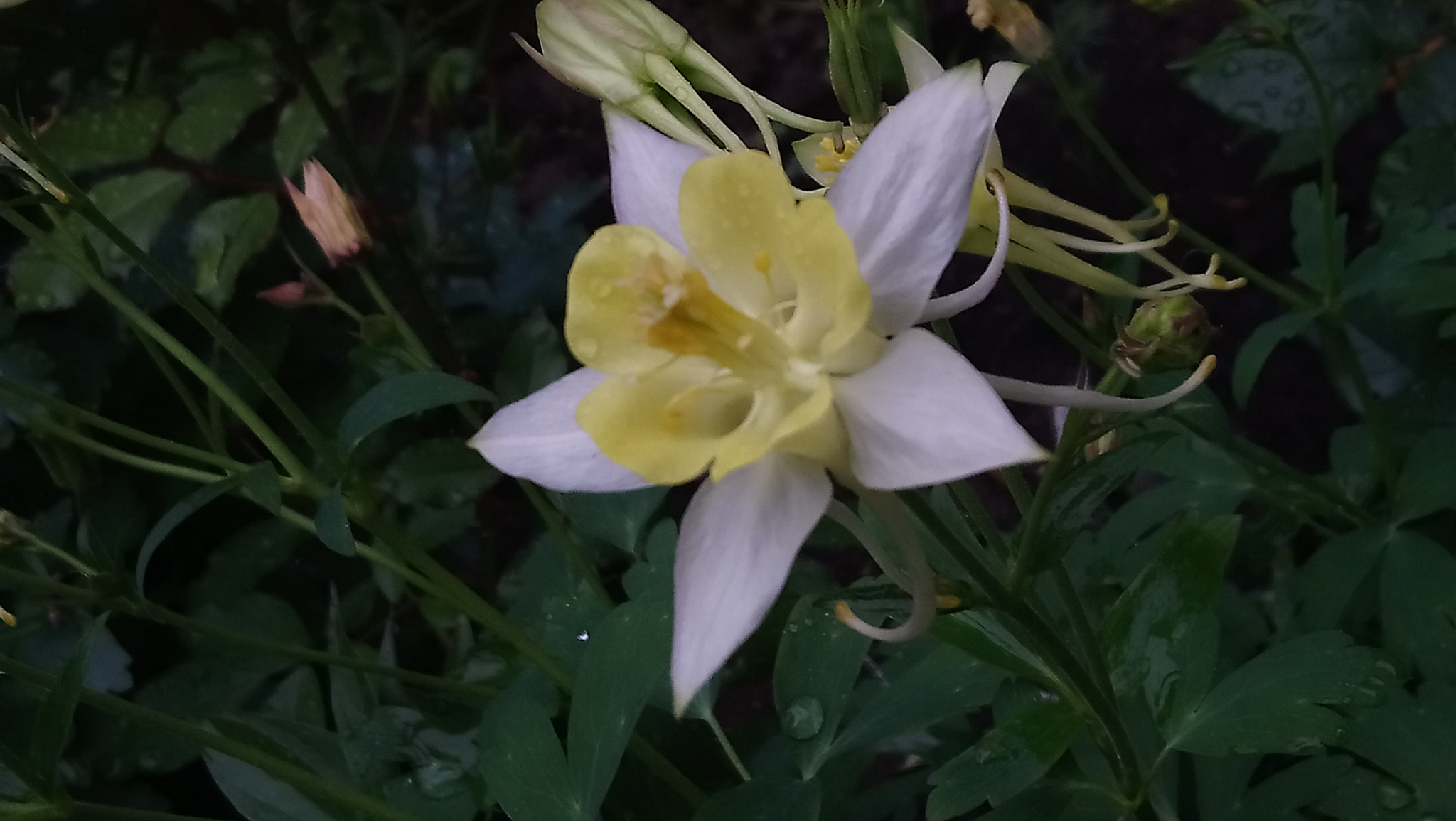Sony Xperia XA1 Ultra sample photo