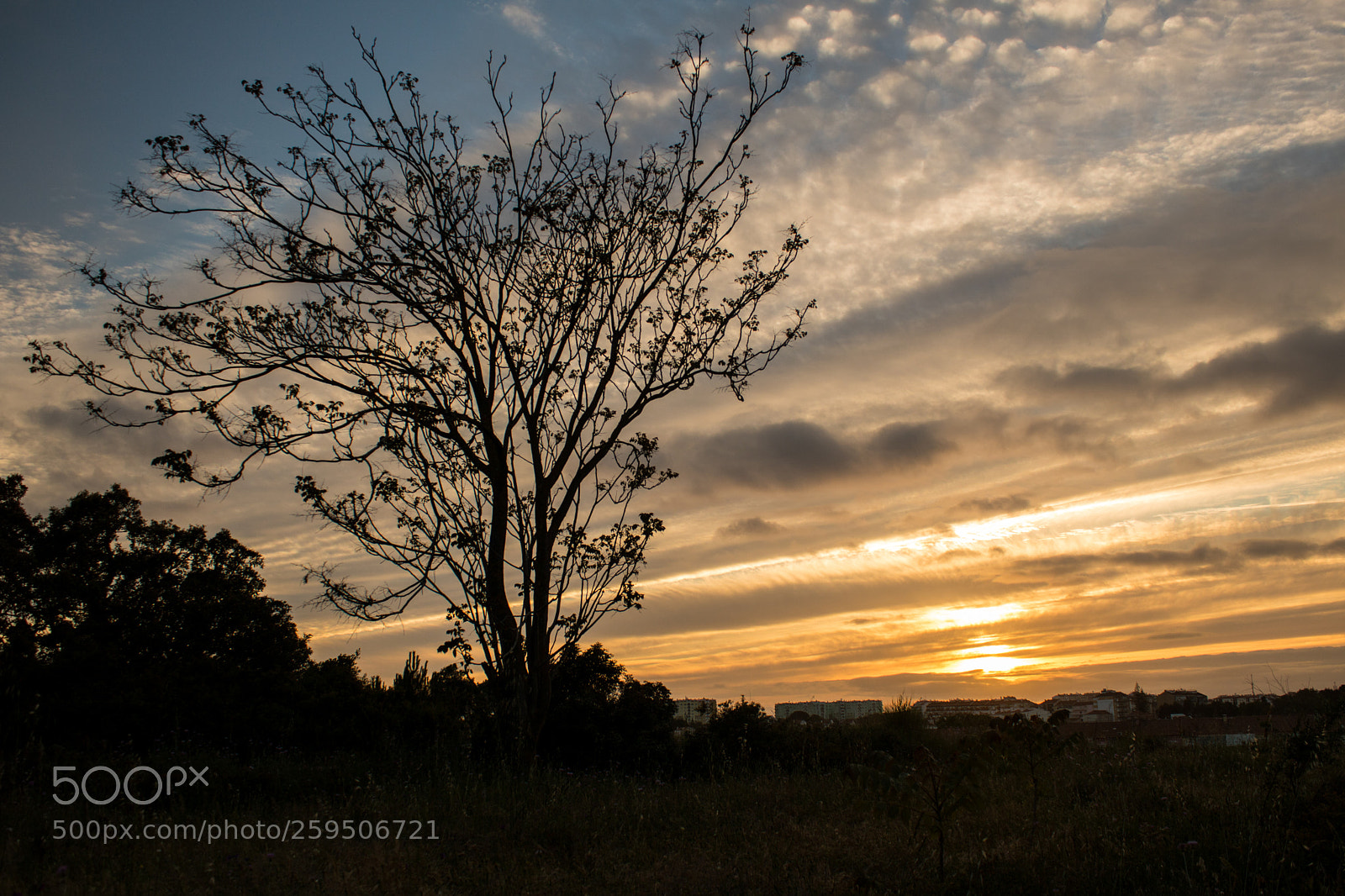 Canon EOS 750D (EOS Rebel T6i / EOS Kiss X8i) sample photo. Tree silhuets photography