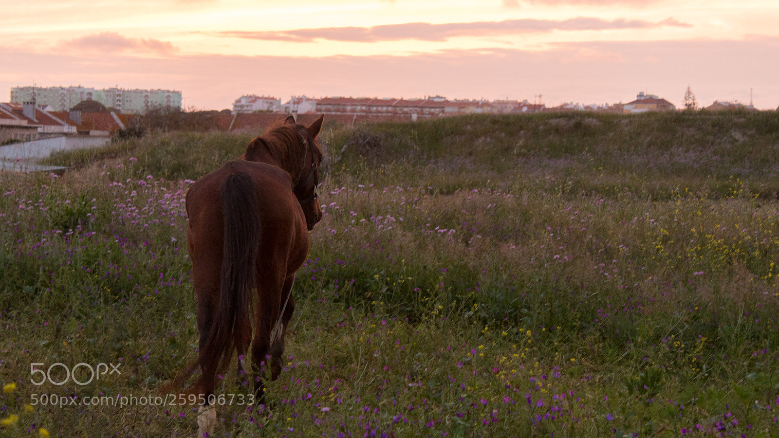 Canon EOS 750D (EOS Rebel T6i / EOS Kiss X8i) sample photo. Horse is geting away photography