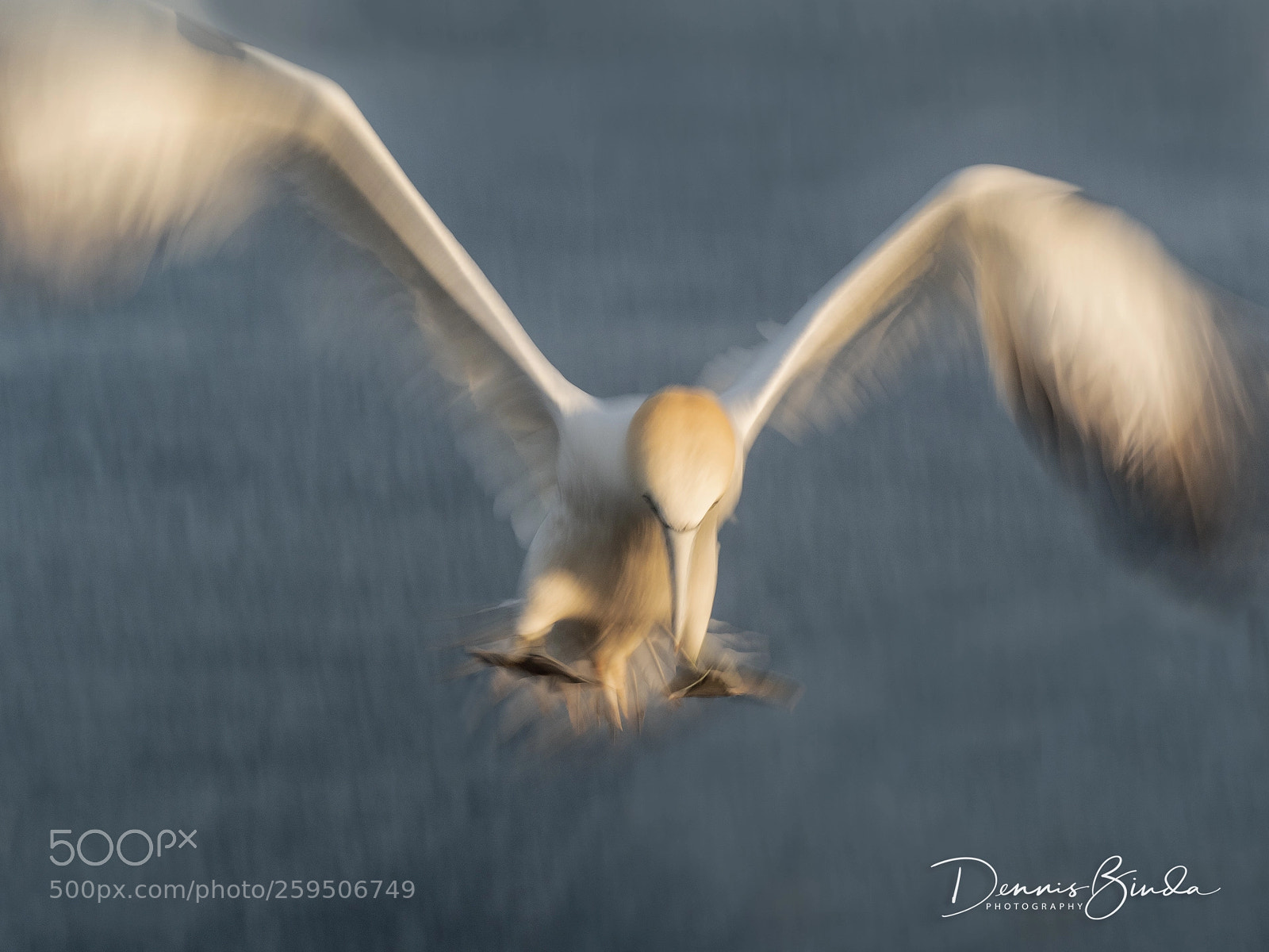 Olympus OM-D E-M1 Mark II sample photo. Northern gannet photography