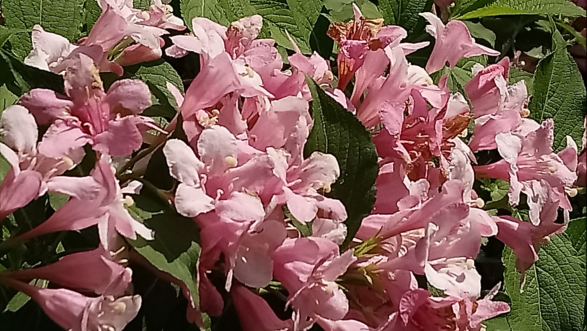 Sony Xperia XA1 Ultra sample photo
