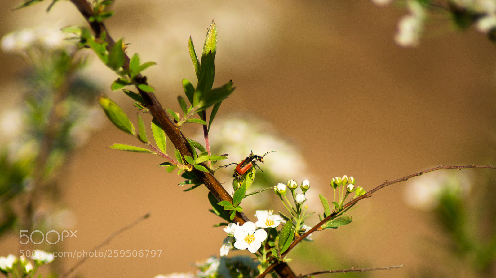 Sony SLT-A37 sample photo. жучок photography