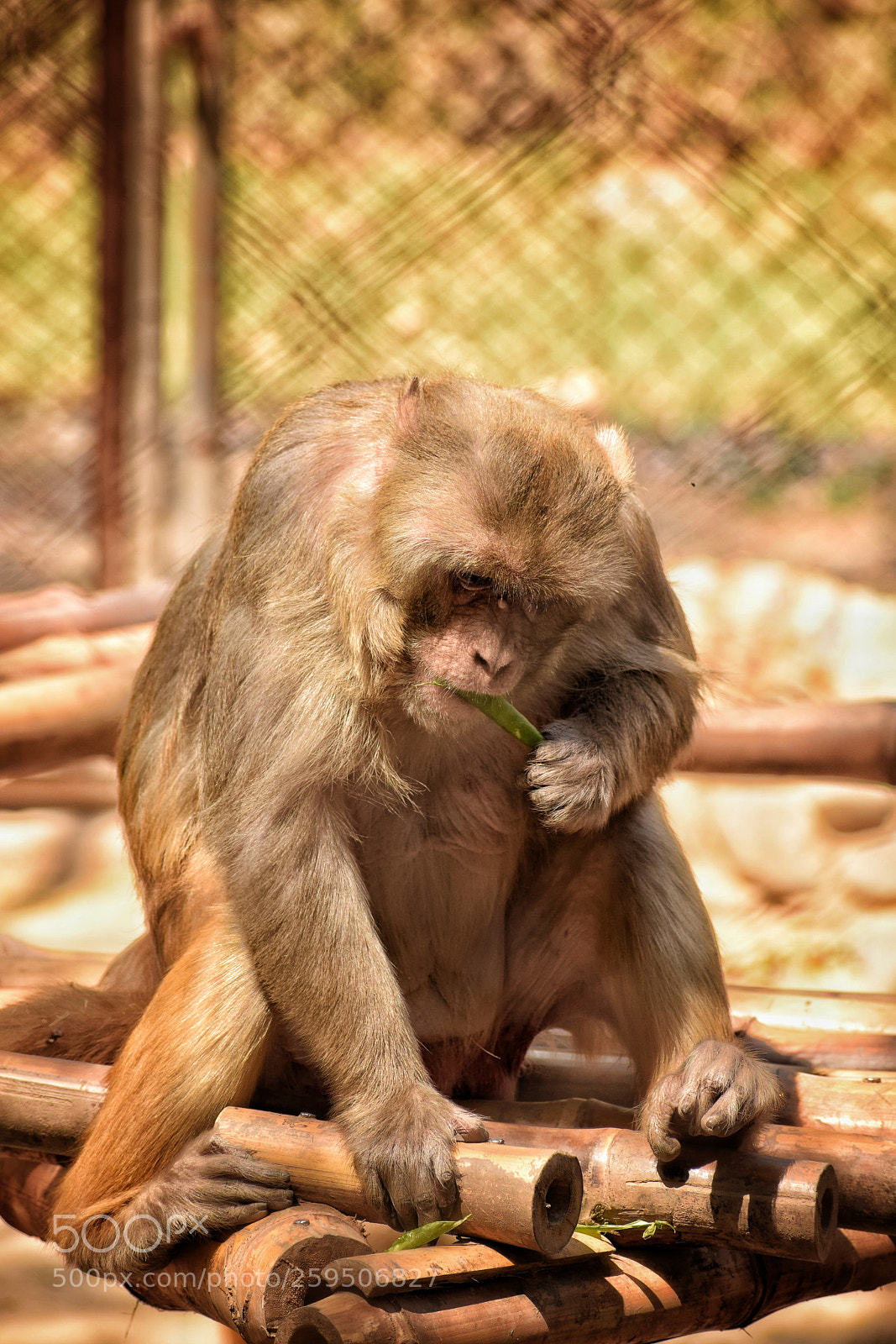 Nikon D5300 sample photo. Deep thinking ! photography