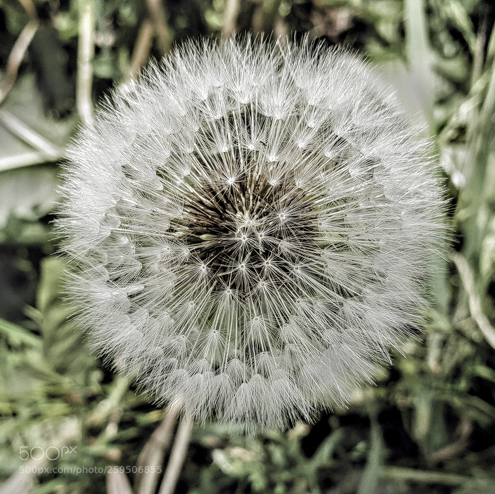 Samsung Galaxy S9+ sample photo. Dandelion clock. photography