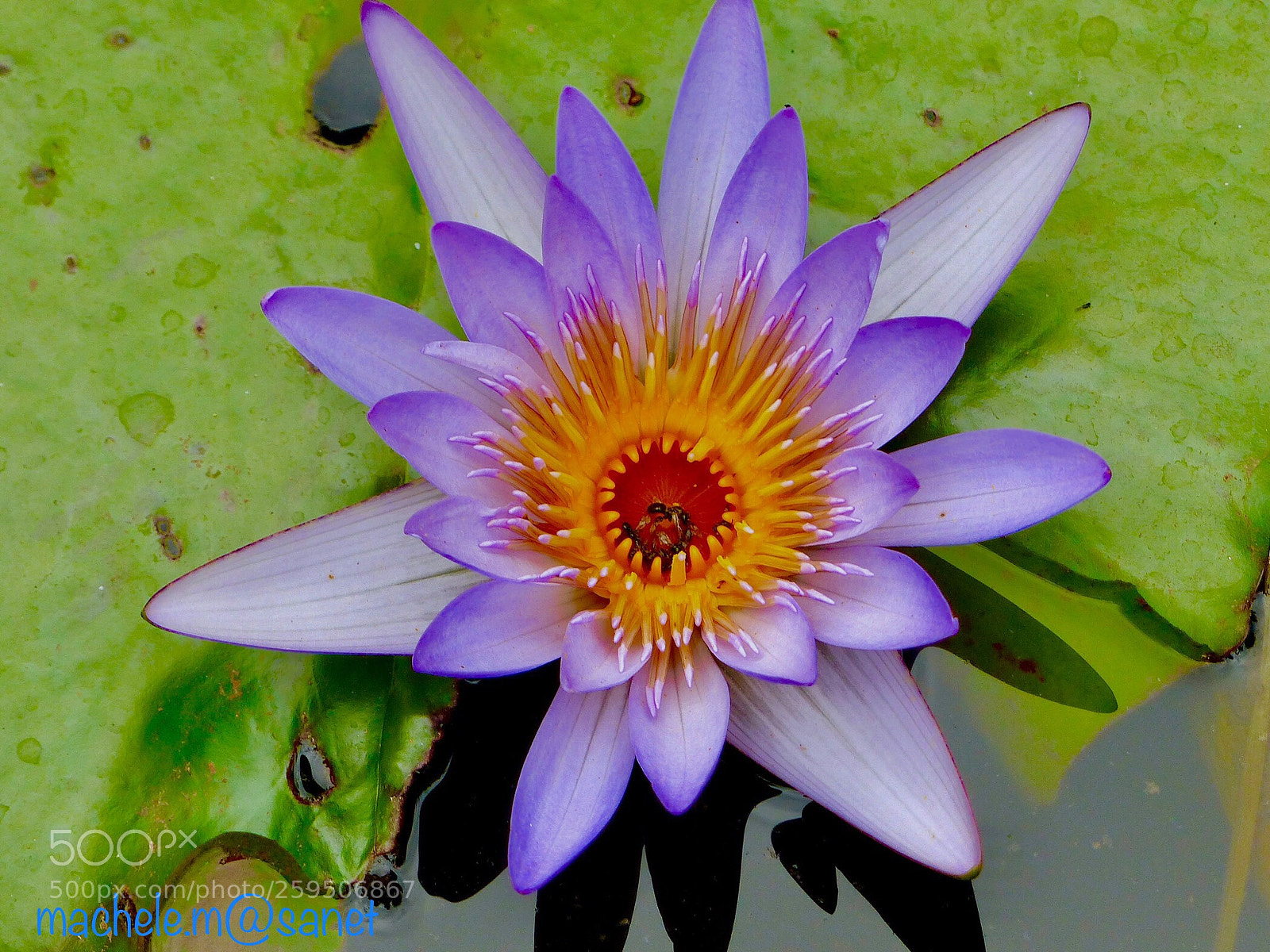 Panasonic Lumix DMC-FZ200 sample photo. Ants photography