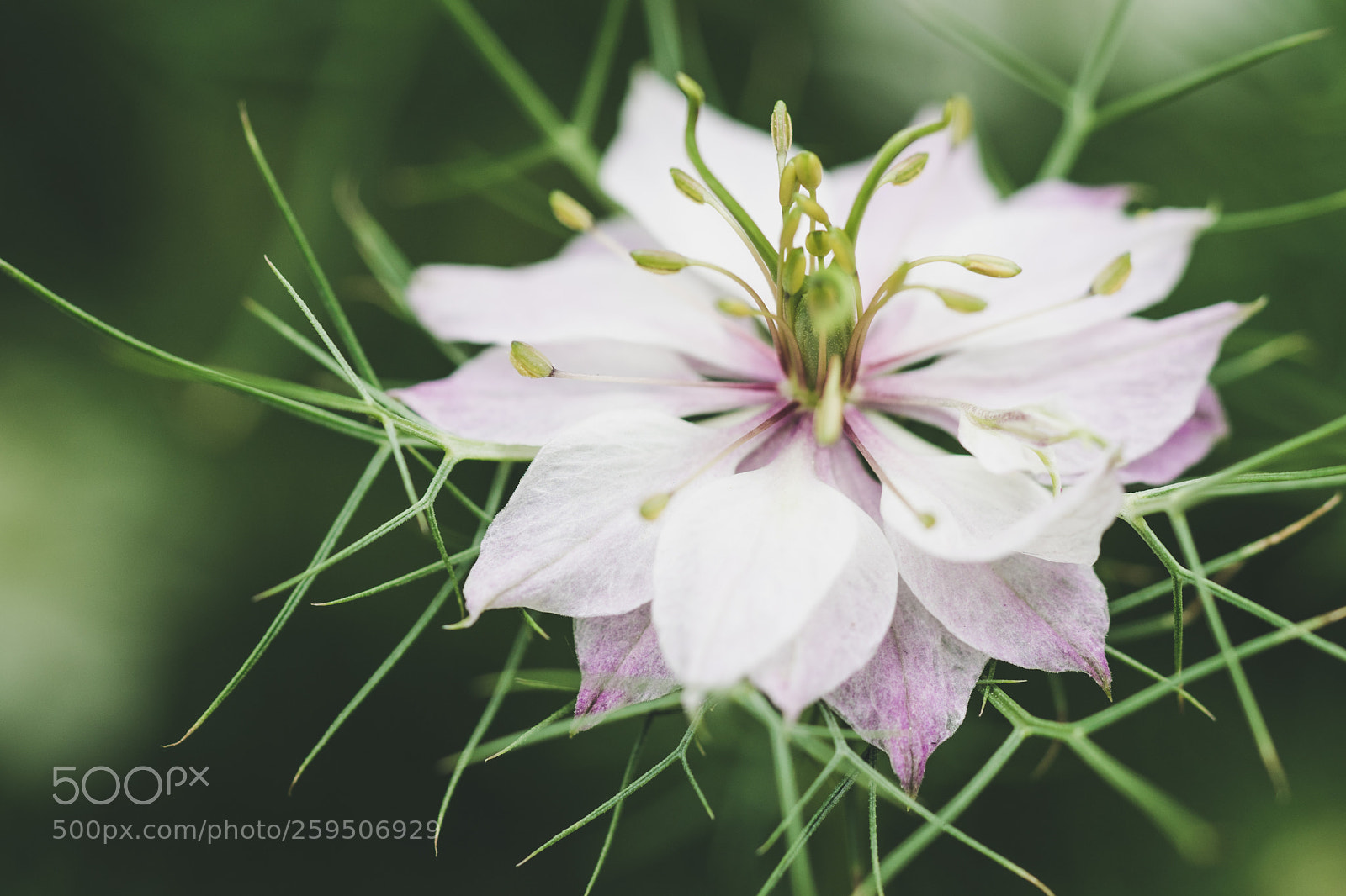 Sony a7 II sample photo. Translucent photography