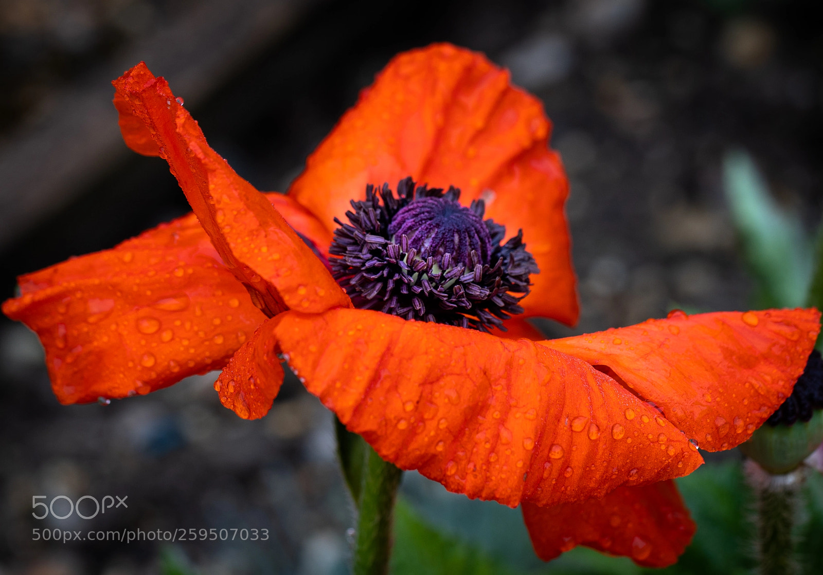 Sony a7 III sample photo. Poppy after rain photography