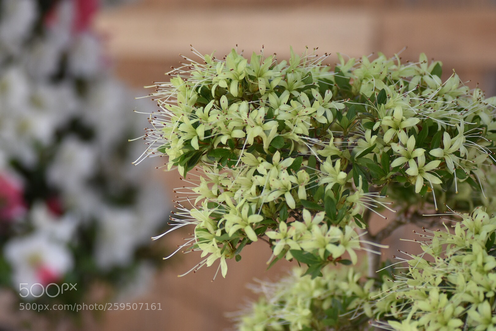 Nikon D7200 sample photo. Rare satuki azalea photography