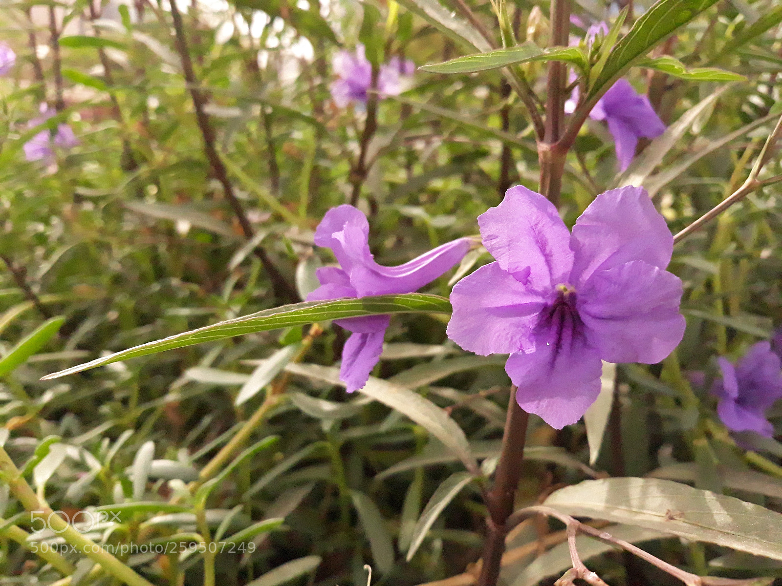 Samsung Galaxy J5 sample photo. Untitled photography