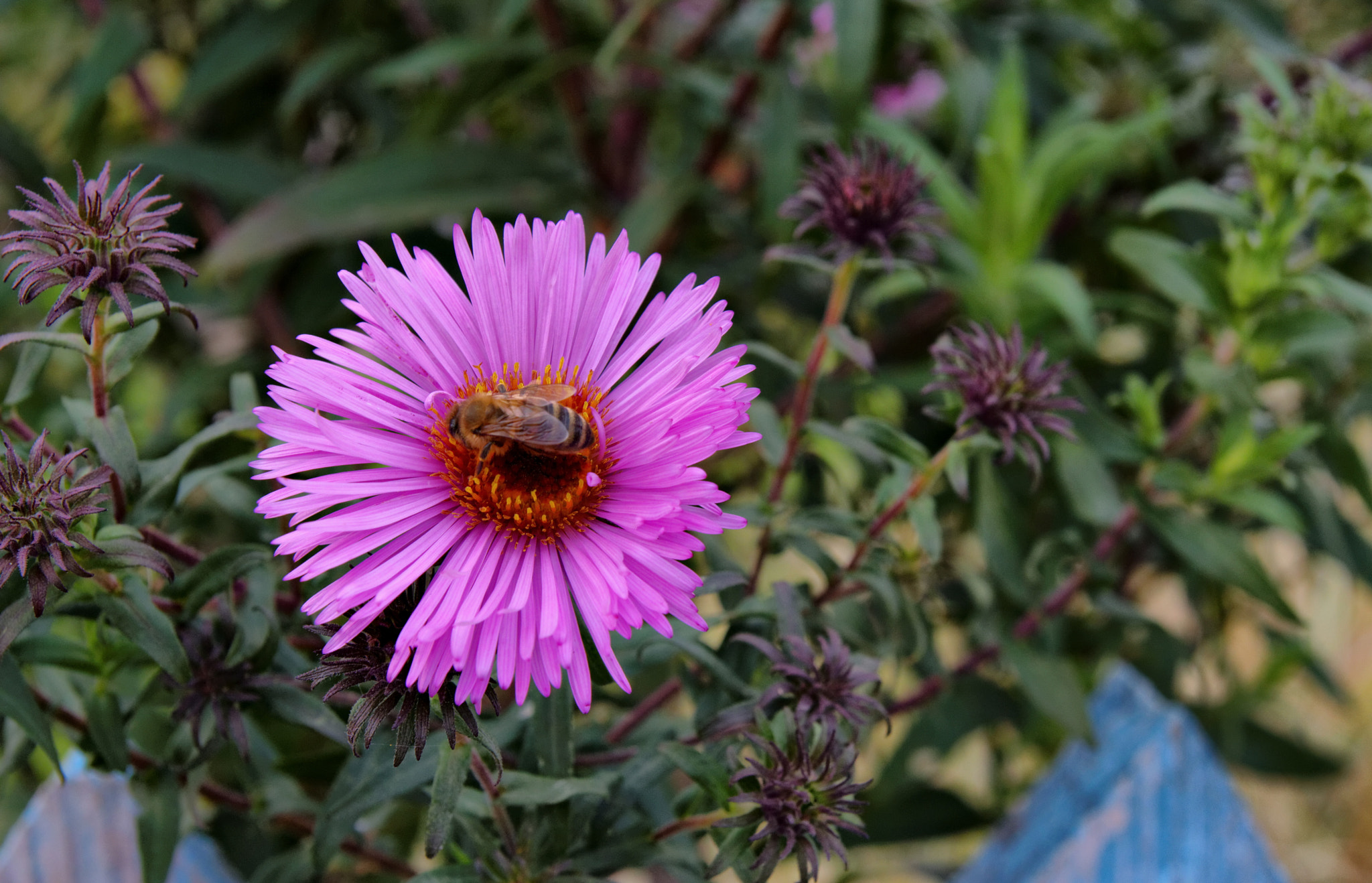 Tamron SP AF 17-50mm F2.8 XR Di II LD Aspherical (IF) sample photo. Flower photography