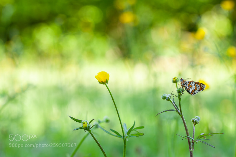 Canon EOS 5D Mark II sample photo. Glanville fritillary in the photography