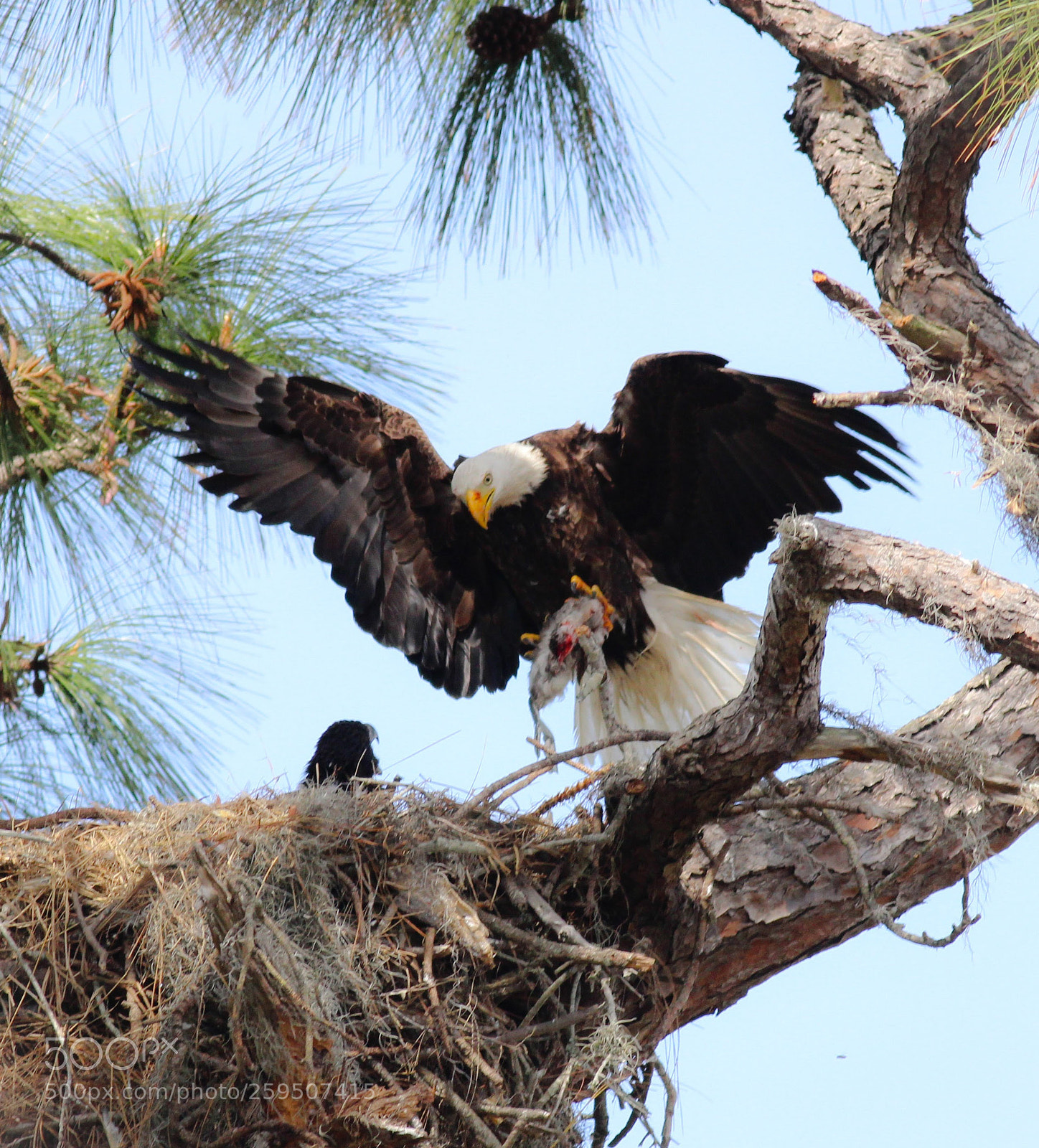 Canon EOS 600D (Rebel EOS T3i / EOS Kiss X5) sample photo. Florida eagles photography
