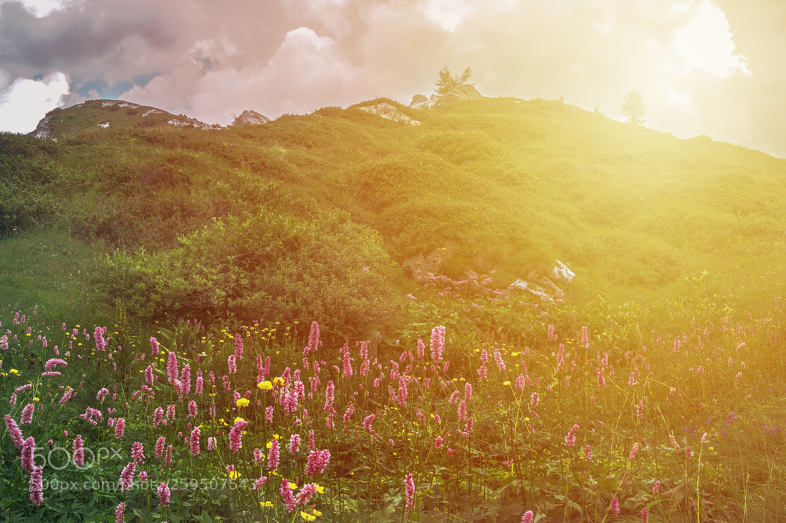 Canon EOS 7D sample photo. Mountain landscape with flawer photography