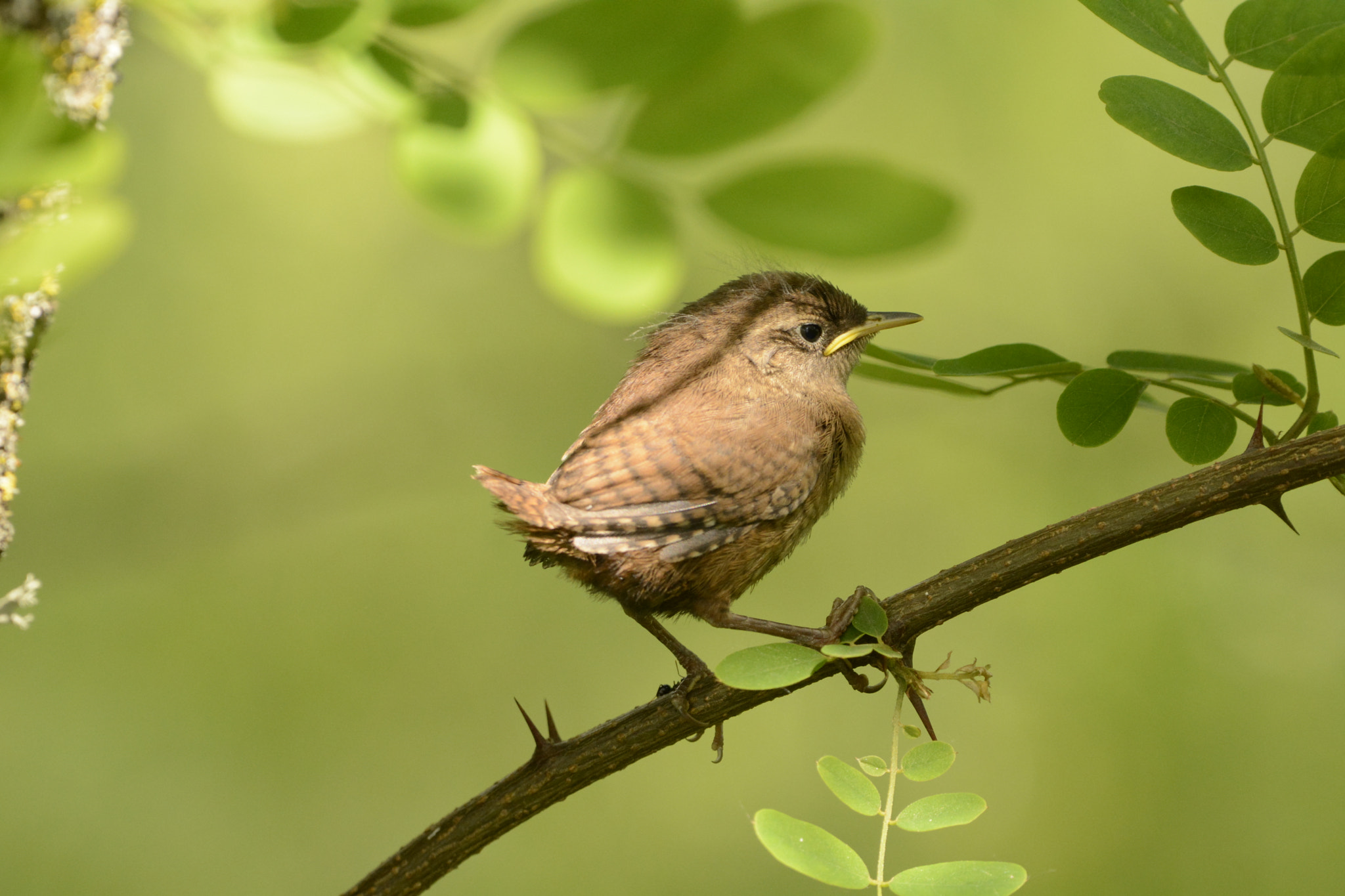 Nikon D7100 + Sigma 150-600mm F5-6.3 DG OS HSM | C sample photo. Eurasian wren / troglodytes mignon photography