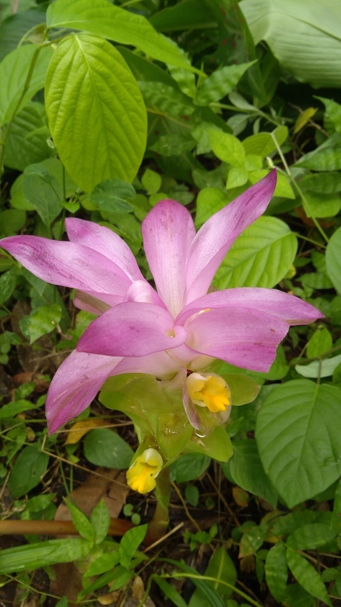 Lenovo K6 NOTE sample photo. Pinky photography
