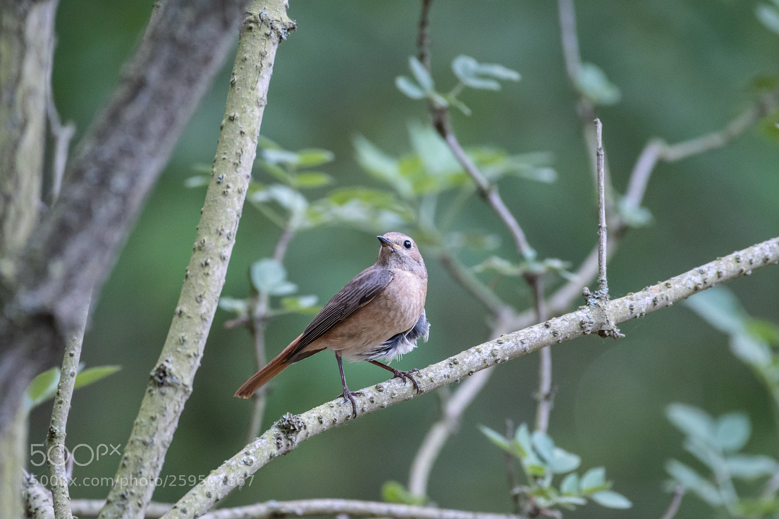 Nikon D500 sample photo. Common redstart photography