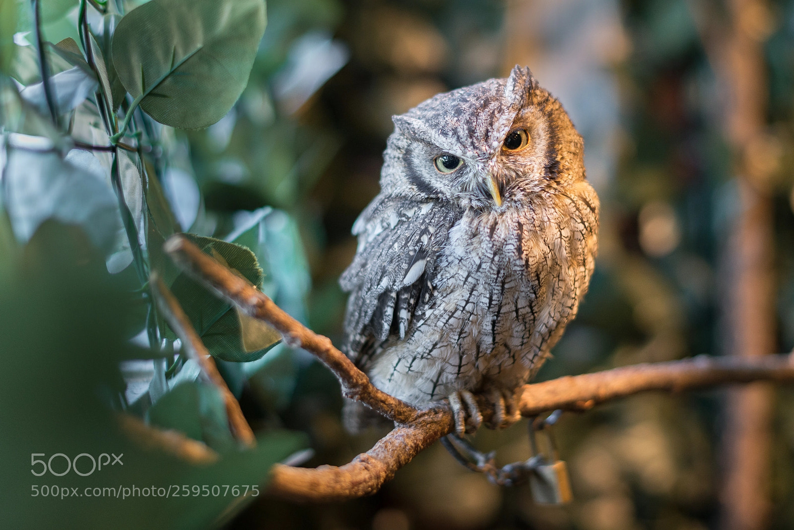 Nikon D800E sample photo. Tropical screech owl photography