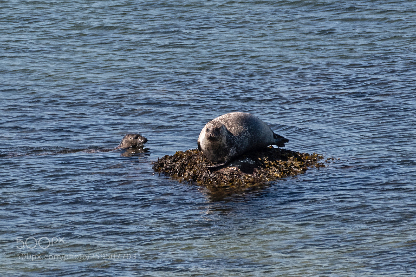 Nikon D500 sample photo. Harbor seal with pup photography