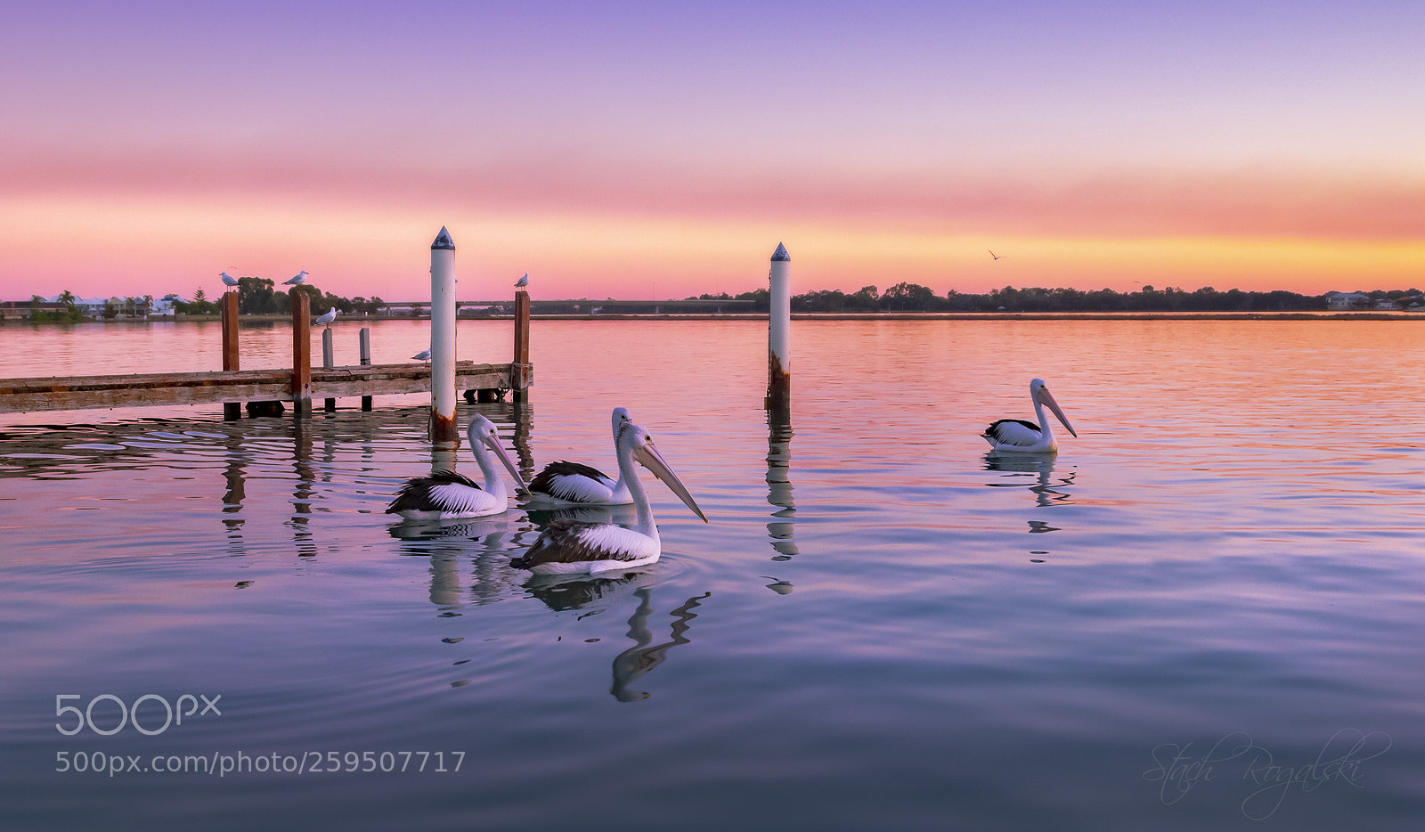 Canon EOS 7D Mark II sample photo. Pelicans of mandurah photography
