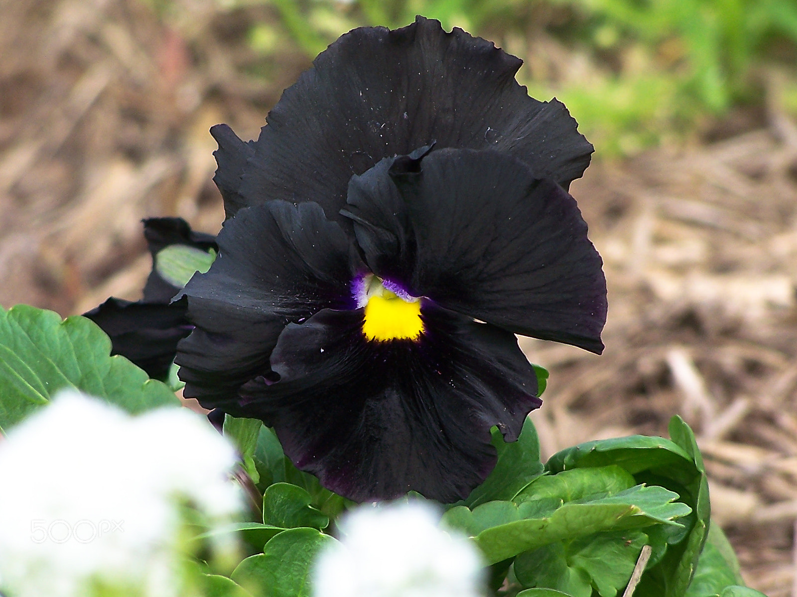 Kodak DX7590 ZOOM DIGITAL CAMERA sample photo. Pansy, black photography