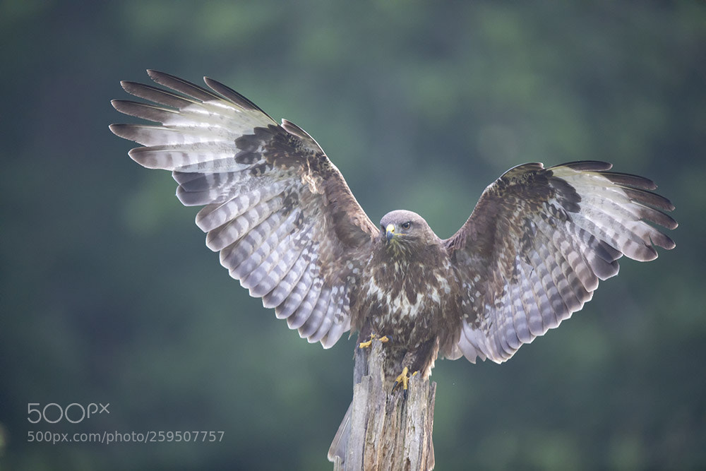 Canon EOS 5D Mark IV sample photo. Saint piat photography