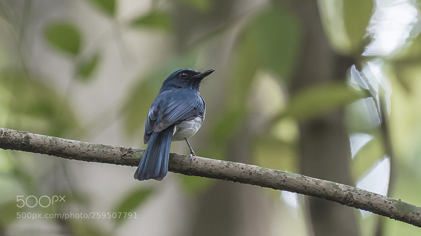 Nikon D750 sample photo. Nilgiri flycatcher photography