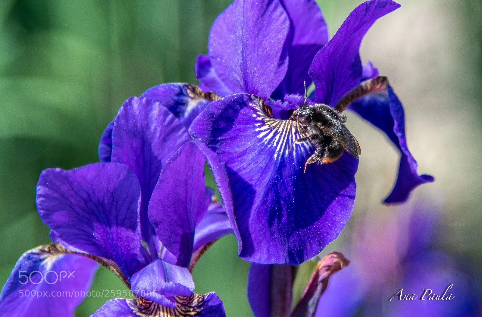 Nikon D500 sample photo. Bee photography