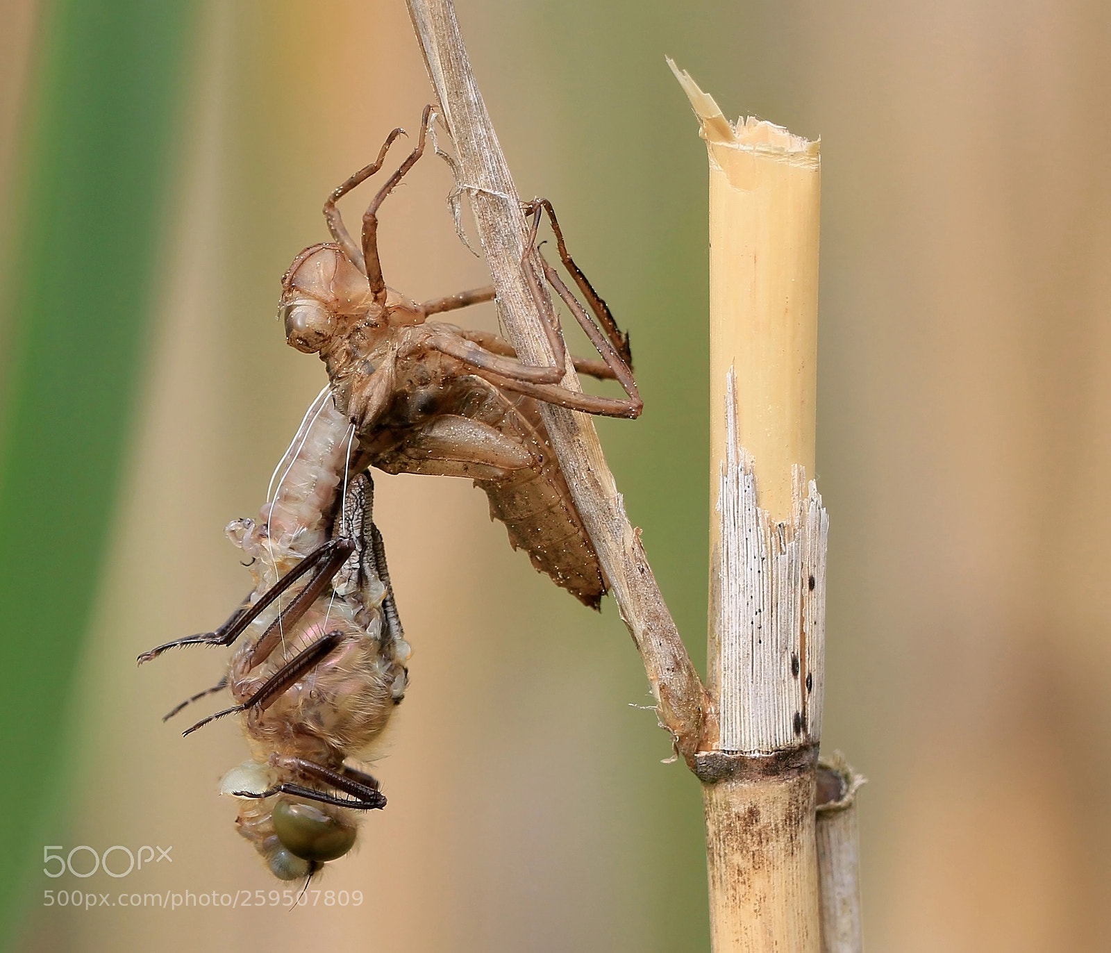 Canon EOS 70D sample photo. Birth of a dragonfly photography