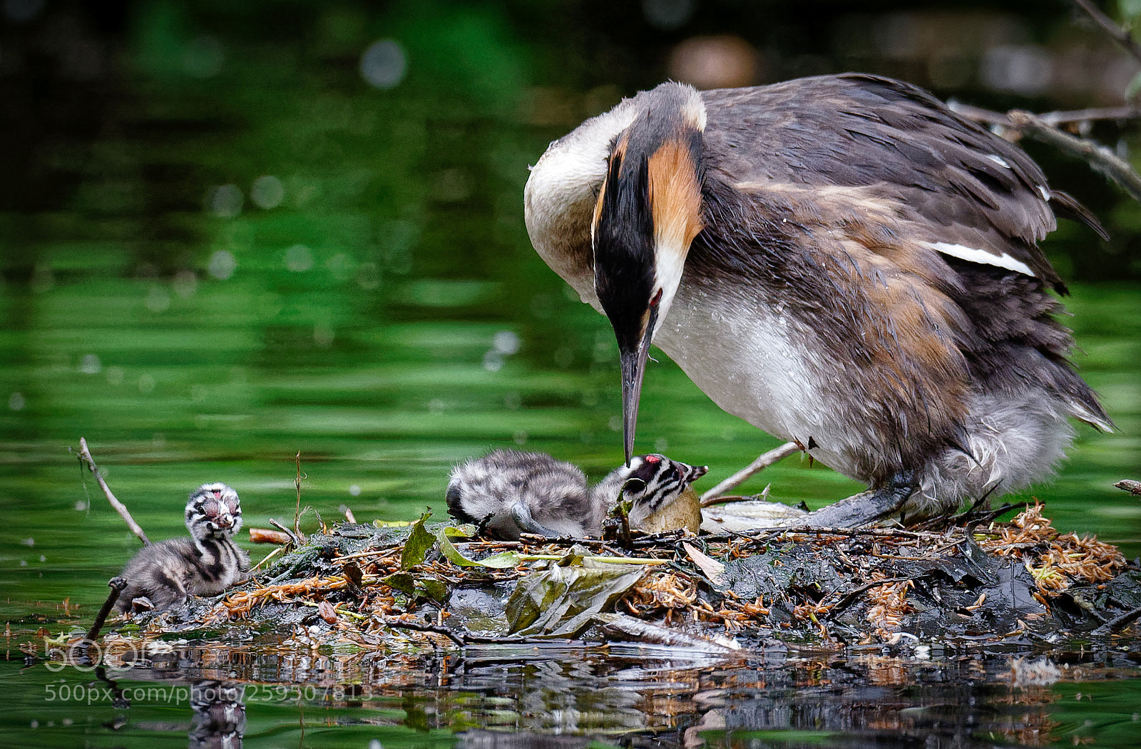 Nikon D600 sample photo. Chick cuddling egg:-) photography