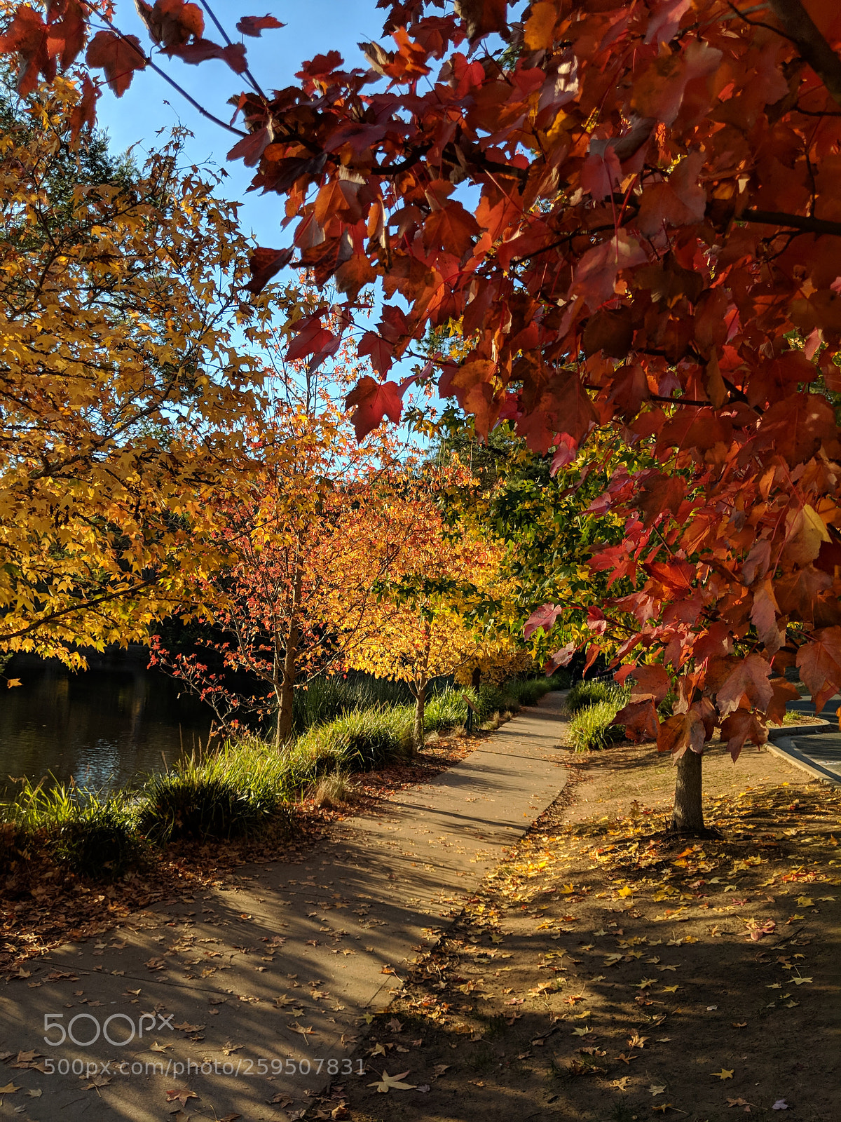 Google Pixel 2 XL sample photo. Fall color photography