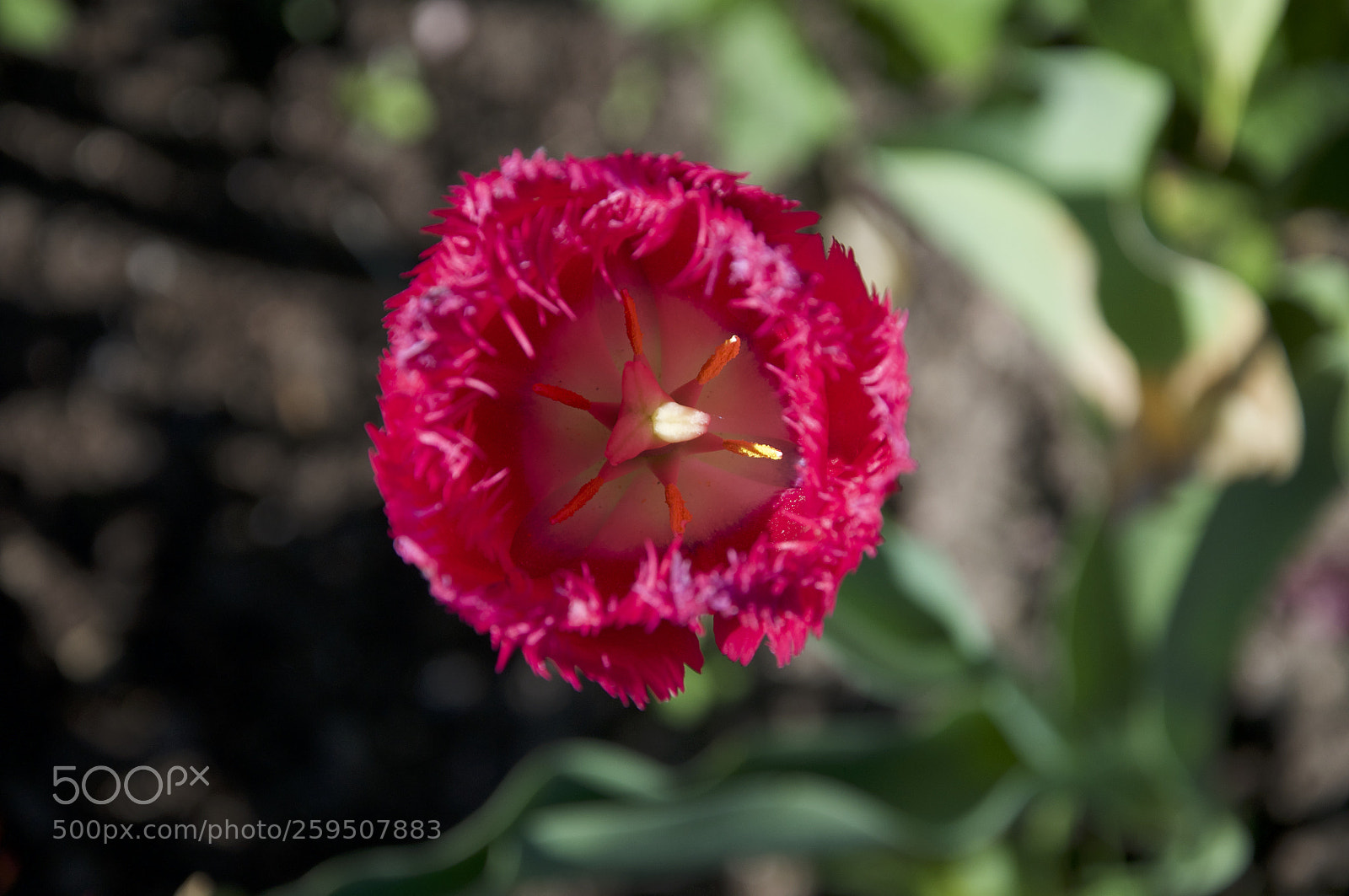 Nikon D5000 sample photo. Tulip photography