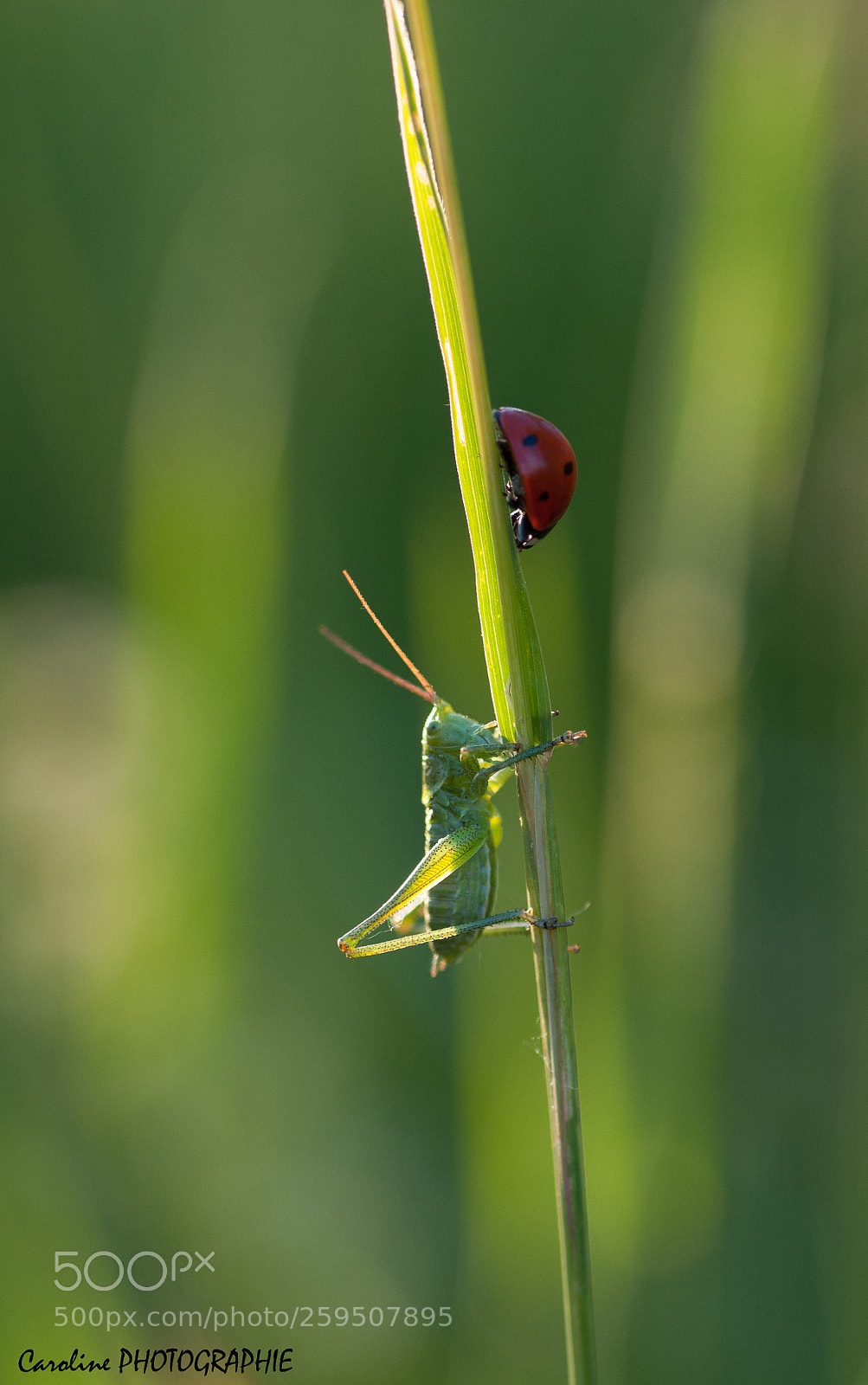 Nikon D90 sample photo. La rencontre photography