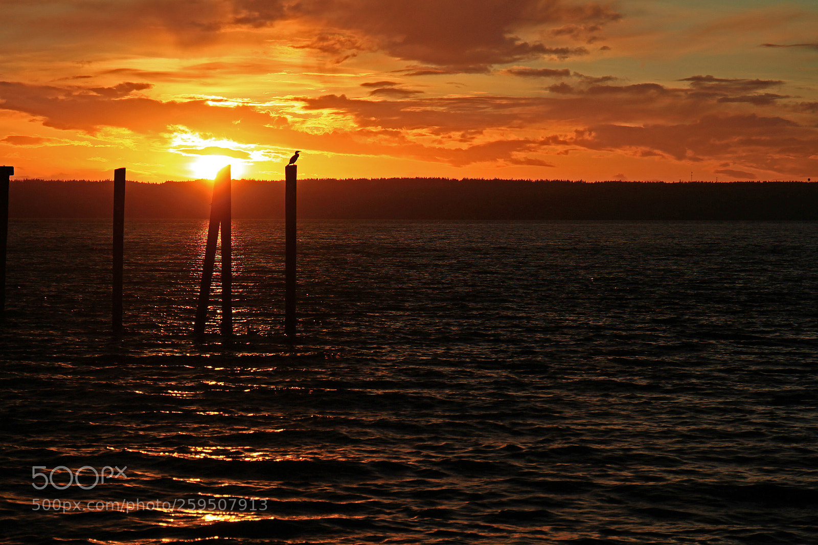 Canon EOS 7D sample photo. A cormorant rests on photography