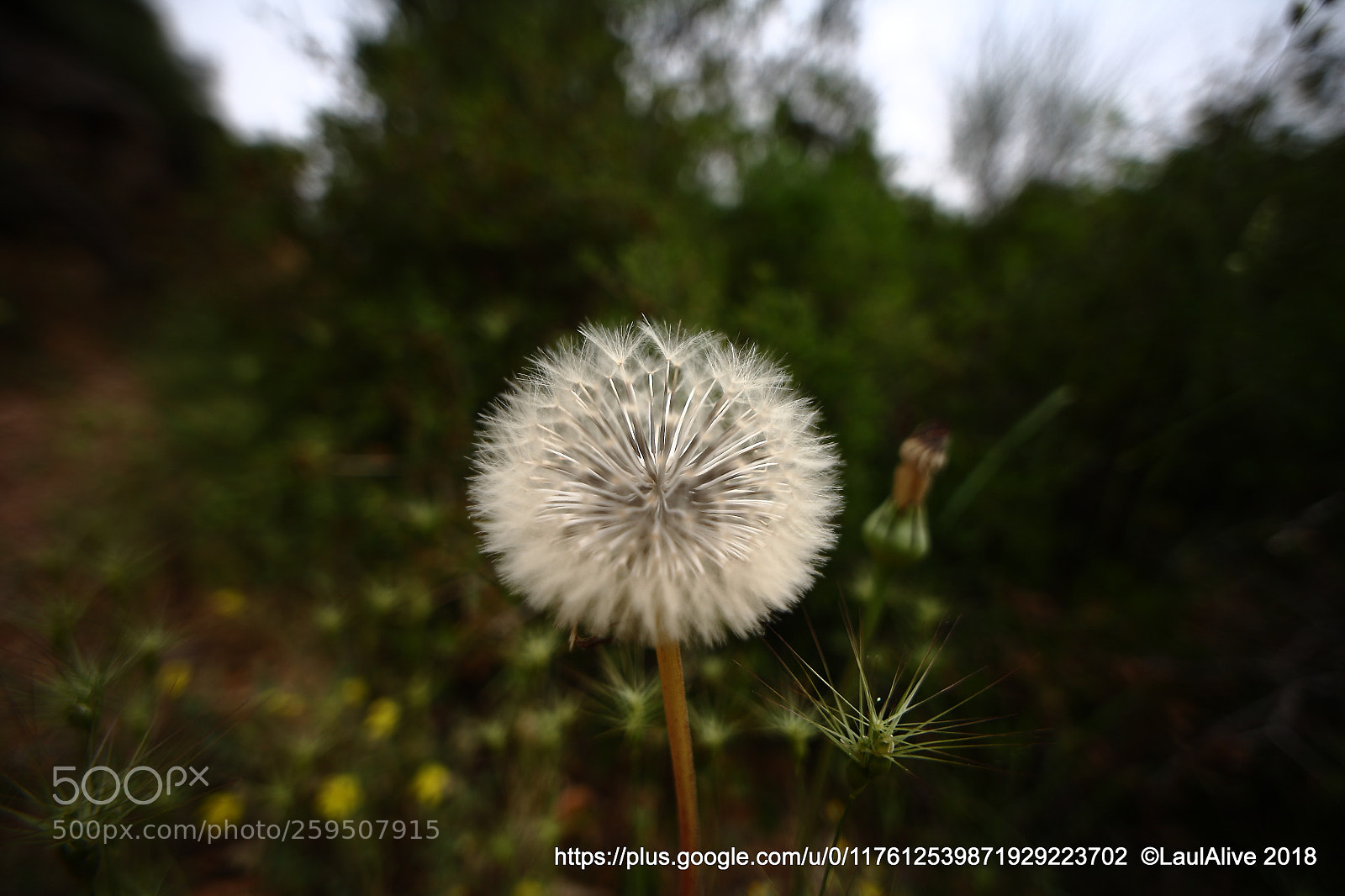 Canon EOS 5D sample photo. Diente de leon photography