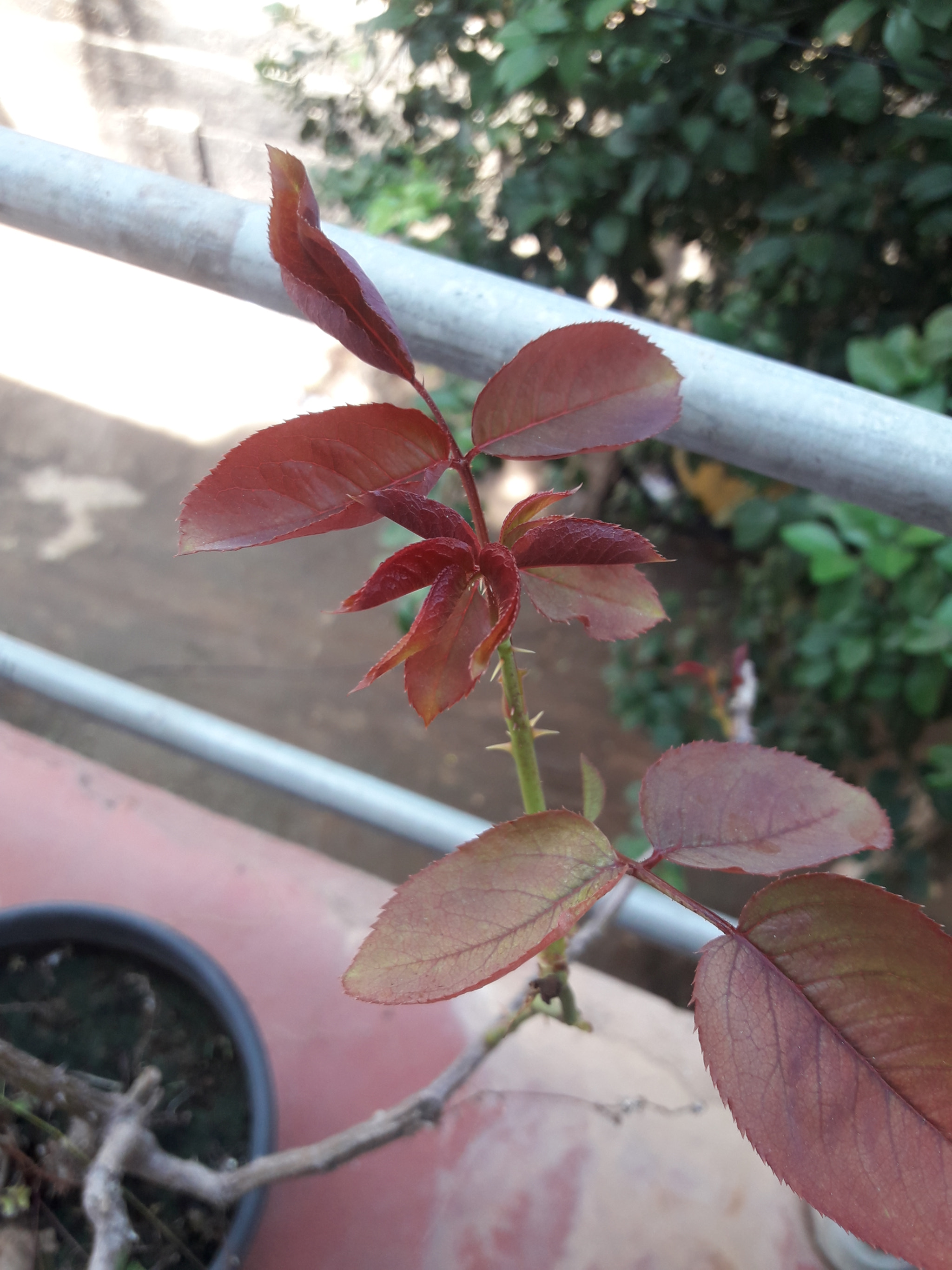 Samsung Galaxy J7 Neo sample photo