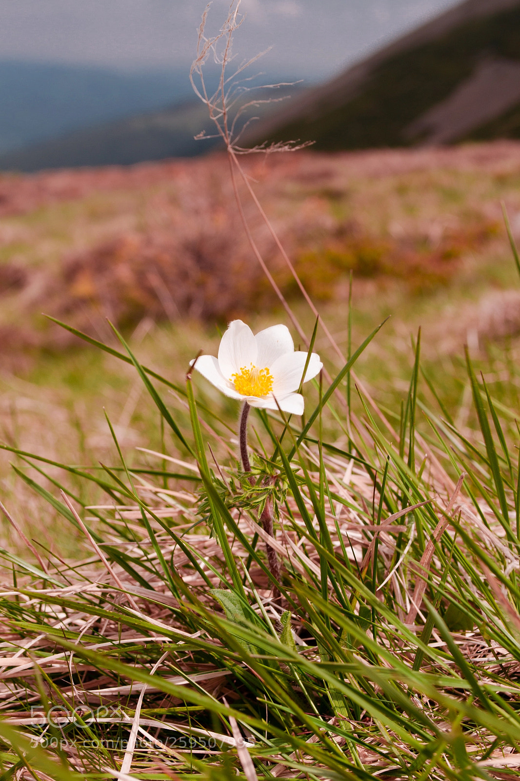 Nikon D3100 sample photo. Mountain paradise photography