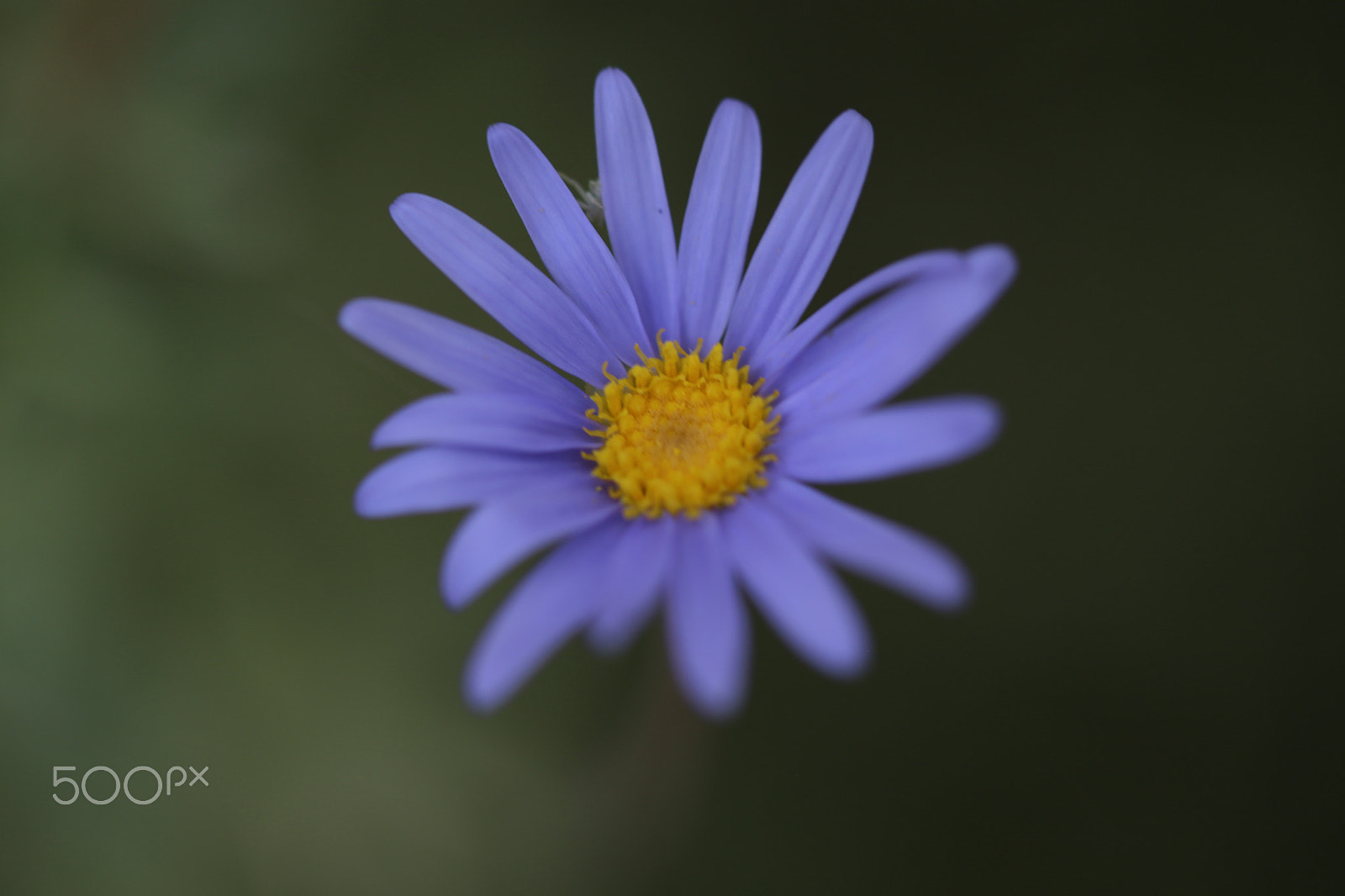 Canon EF 100mm F2.8 Macro USM sample photo. Color the day 11 photography