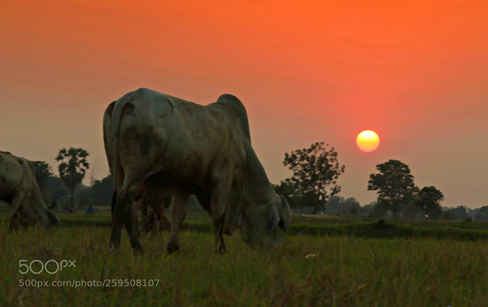Canon EOS 7D Mark II sample photo. Untitled photography