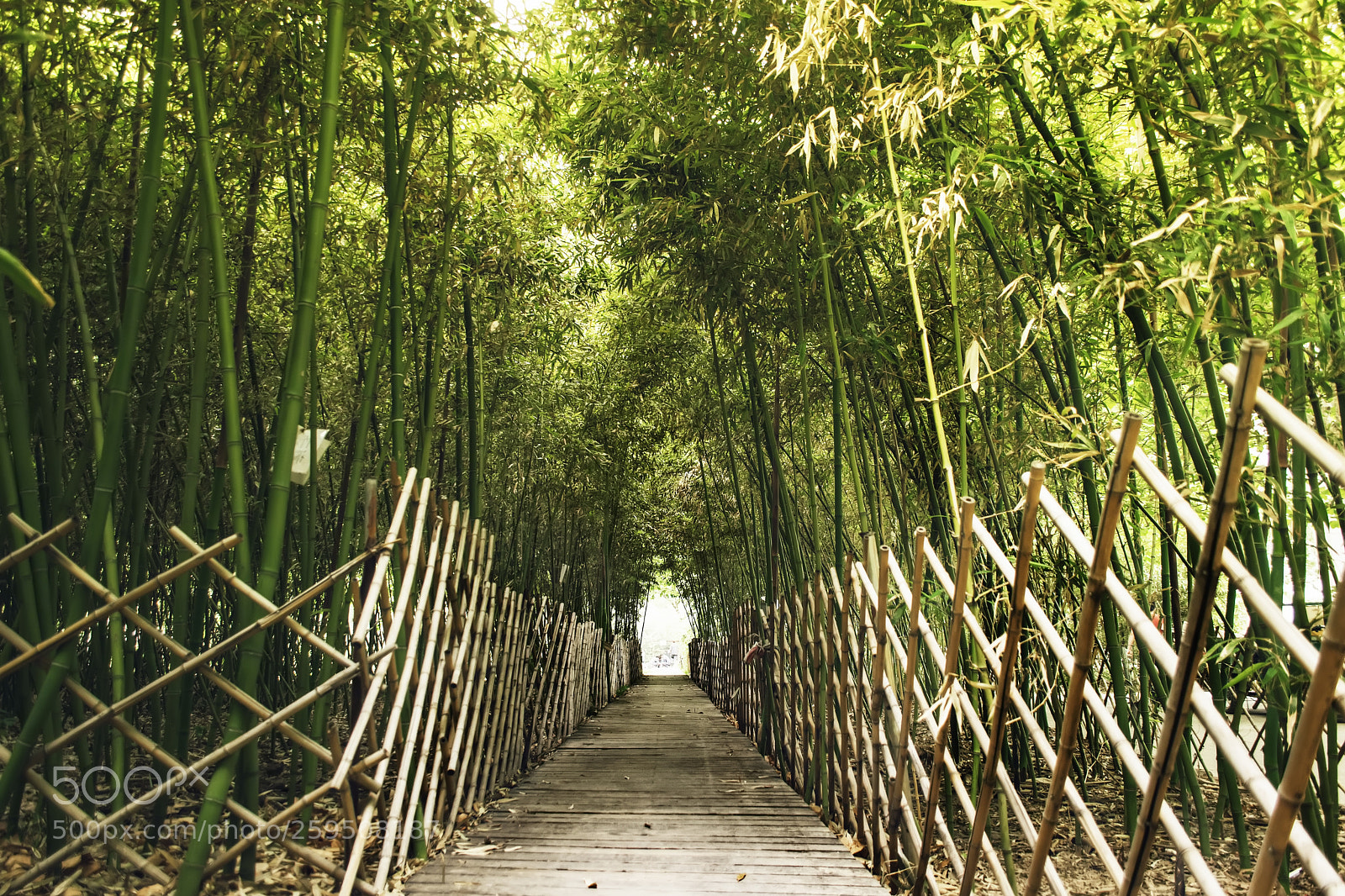 Nikon D5300 sample photo. Bamboo photography